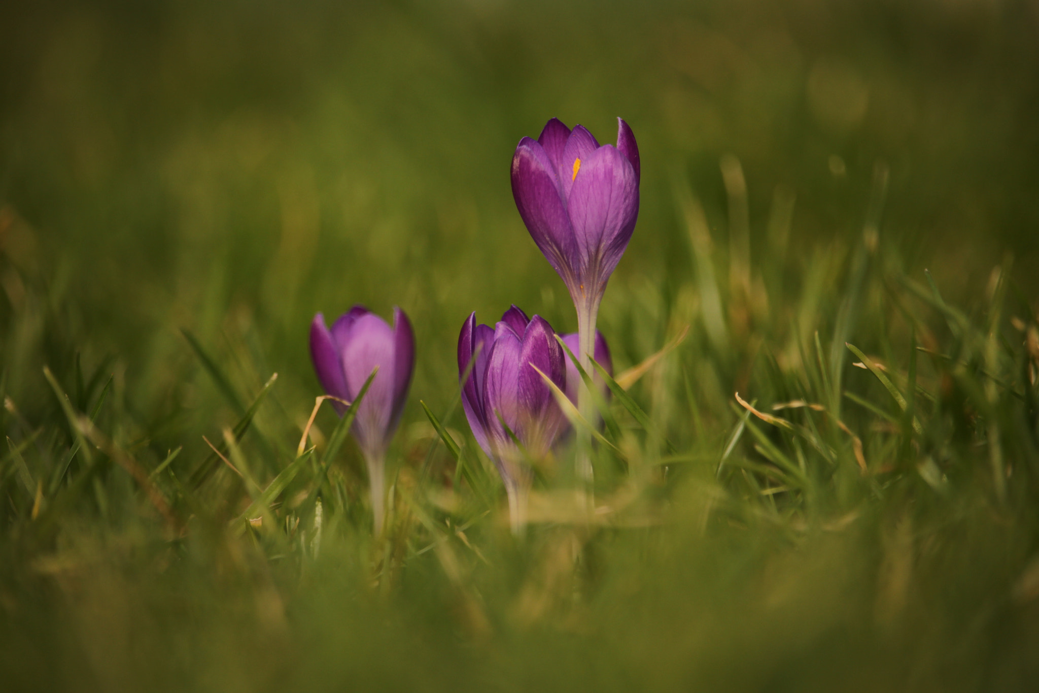 Canon EF-S 55-250mm F4-5.6 IS STM sample photo. Krokus / crocus photography