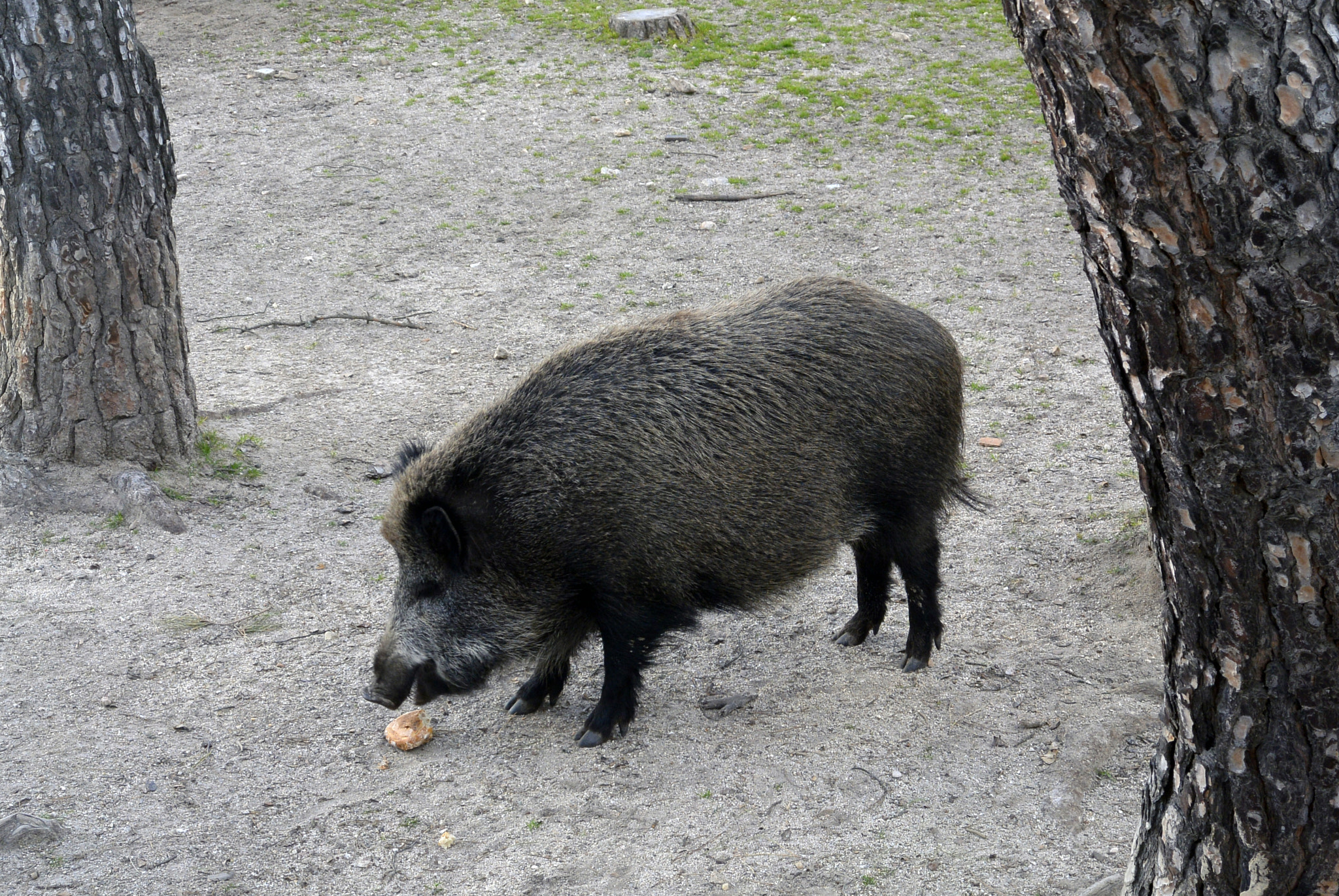 Nikon 1 S1 sample photo. Wild boar photography