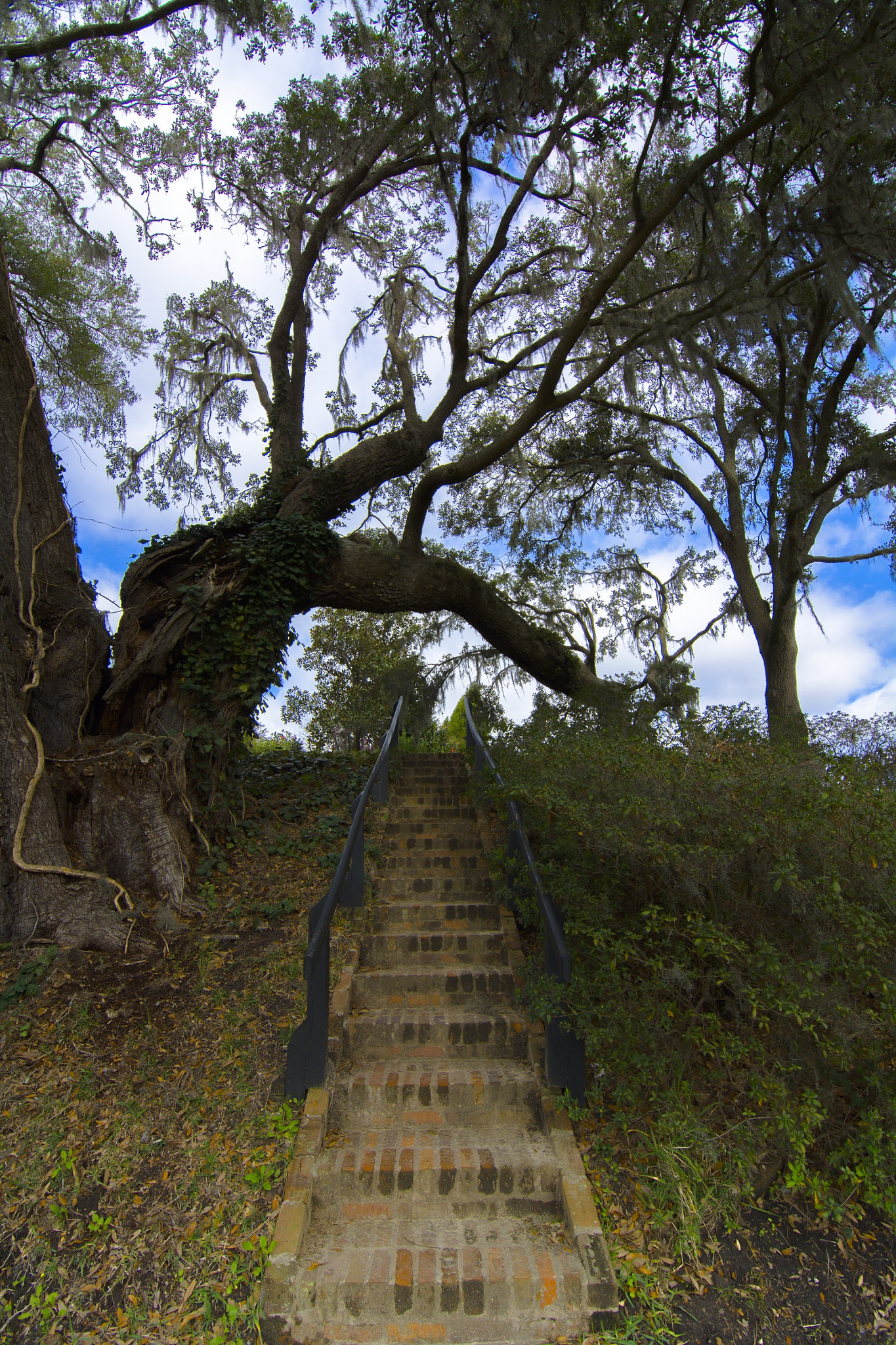 Tokina AT-X Pro 11-16mm F2.8 DX sample photo. Stairway to heaven.  middleton plantation, charleston south carolina. photography