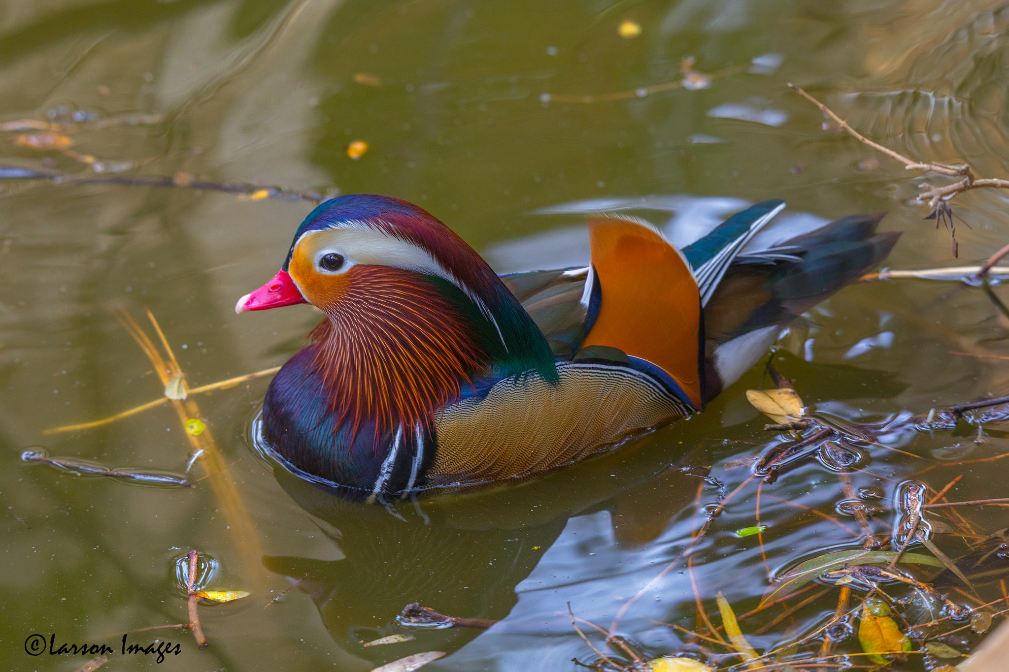 Tamron SP 150-600mm F5-6.3 Di VC USD sample photo