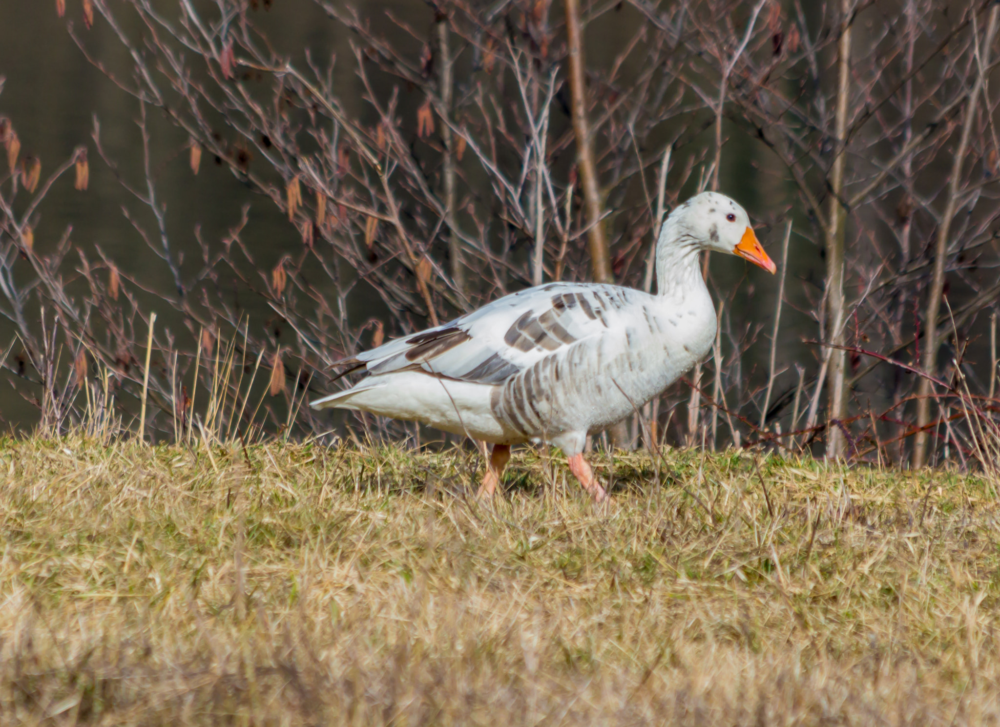 Canon EF 70-300mm F4-5.6 IS USM sample photo. Gans / goose photography
