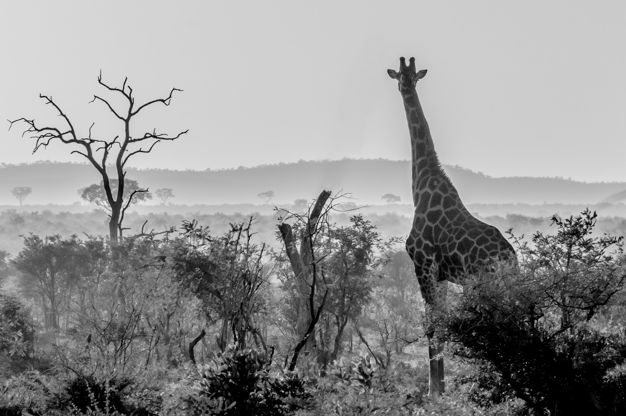 Pentax K-3 + Tamron SP AF 70-200mm F2.8 Di LD (IF) MACRO sample photo. Giraffe looking into the vastness photography