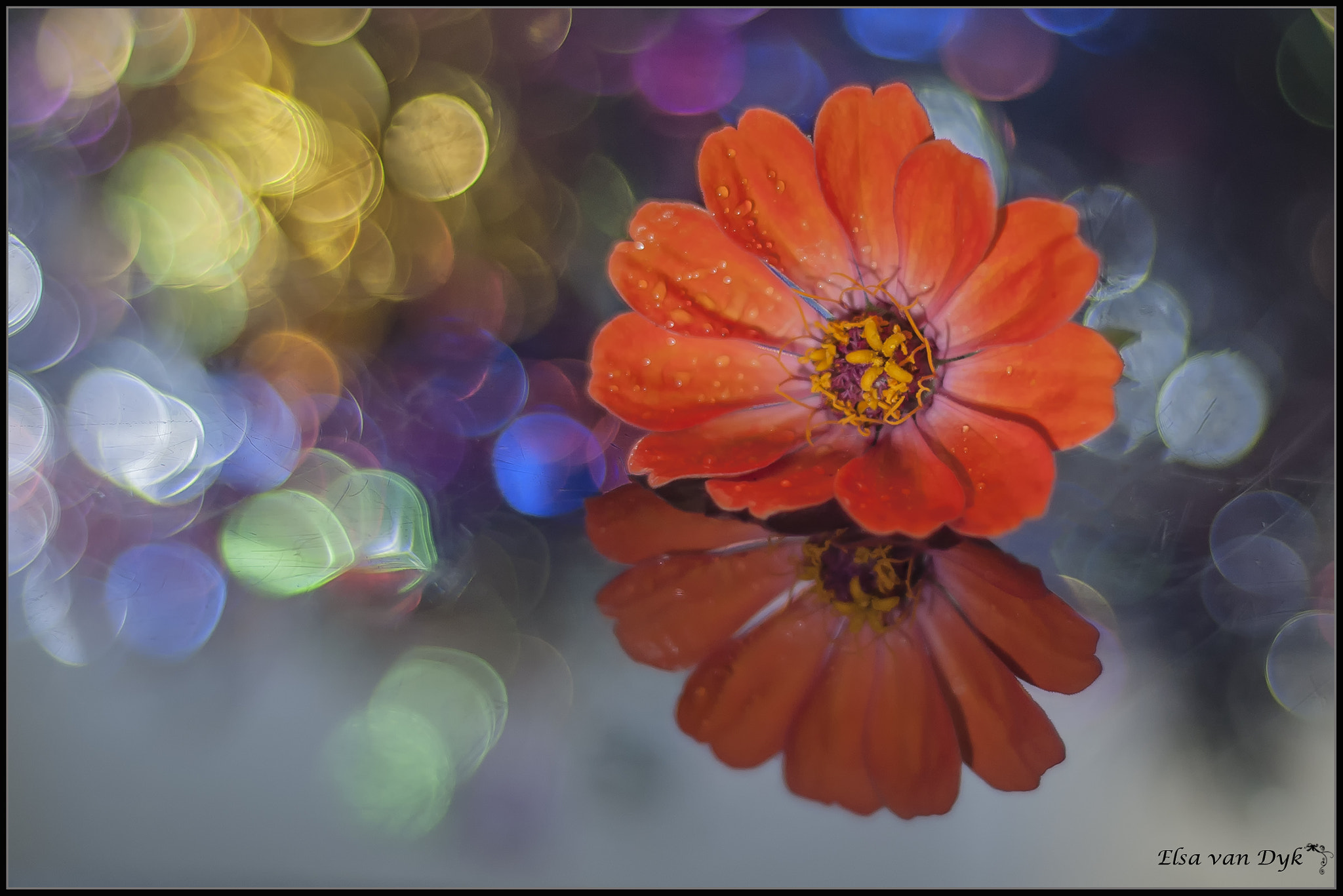 Nikon D300 + Nikon AF Nikkor 50mm F1.8D sample photo. Orange flower photography