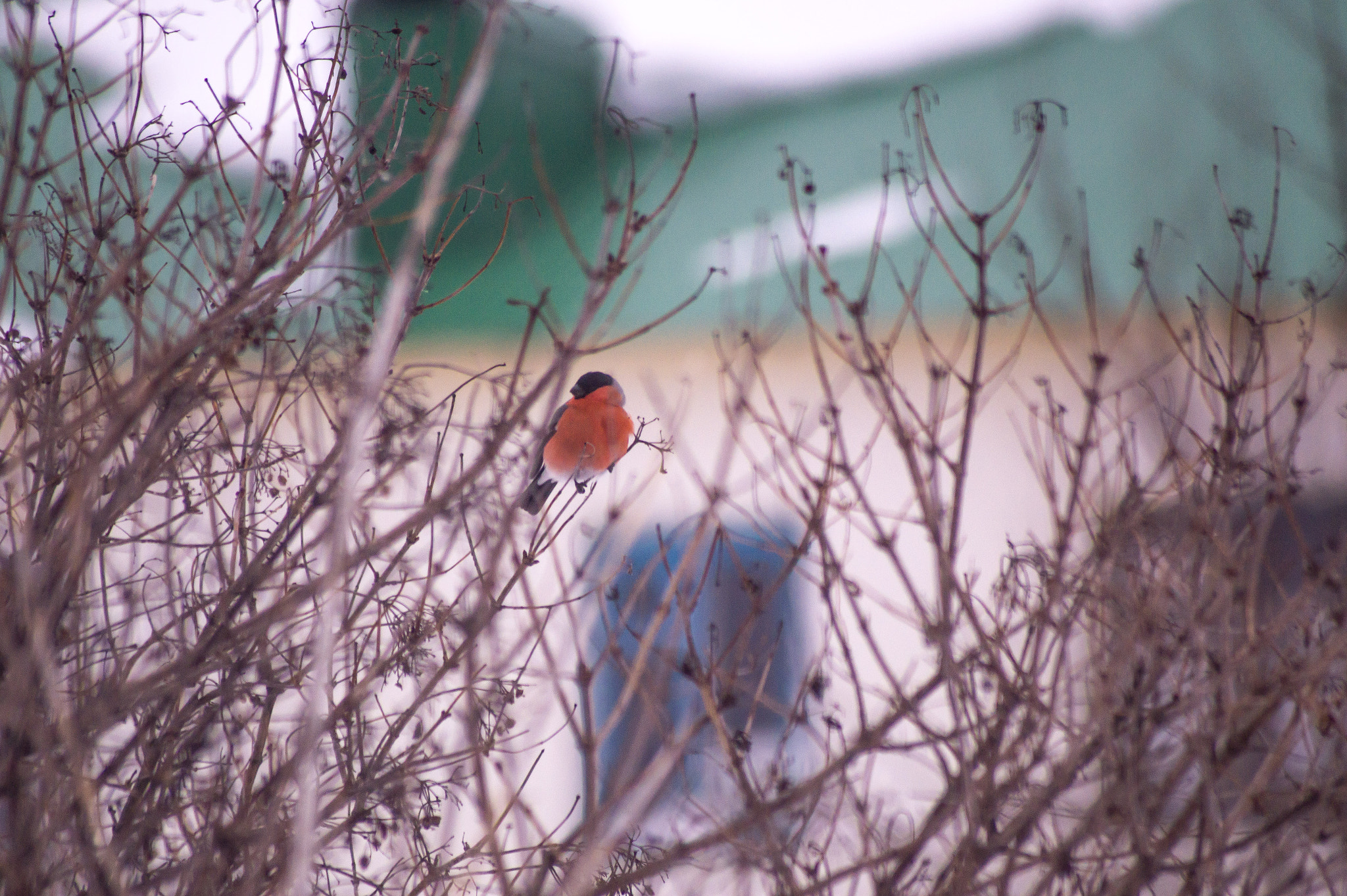 Sony 75-300mm F4.5-5.6 sample photo. Снегири прилетели photography