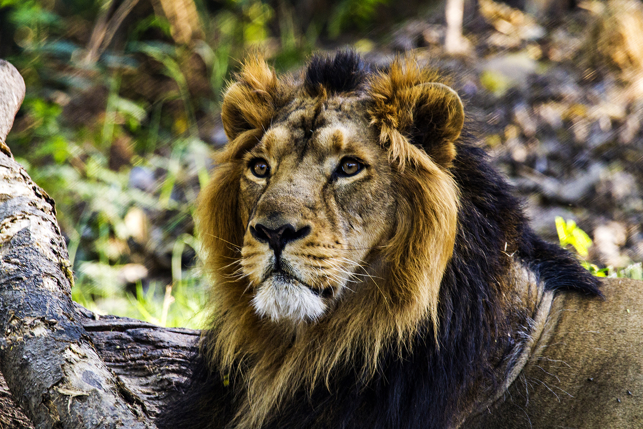 150-600mm F5-6.3 DG OS HSM | Contemporary 015 sample photo. His majesty photography
