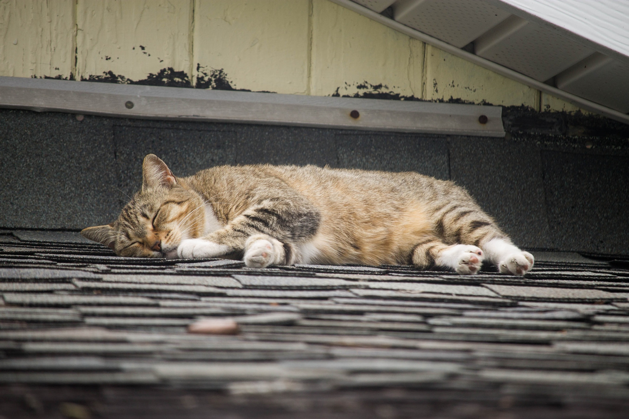 Canon EF-S 55-250mm F4-5.6 IS STM sample photo. Poor stray cat sleeping on the roof photography