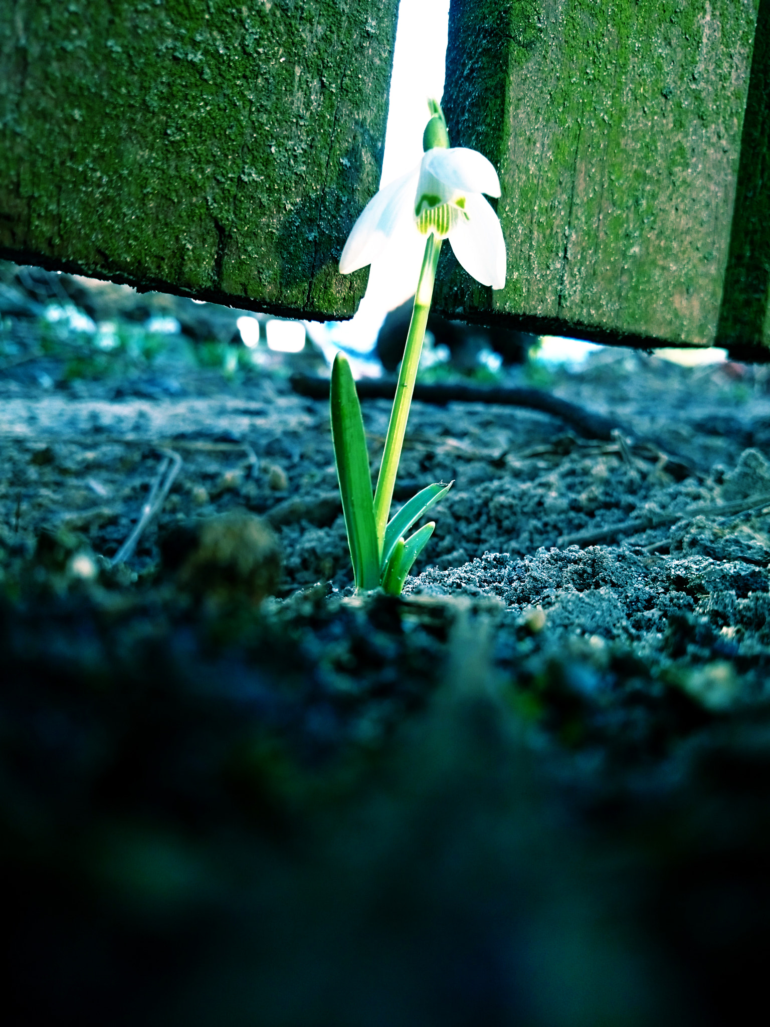 Sony Xperia Z1 Compact sample photo. Snowdrop photography