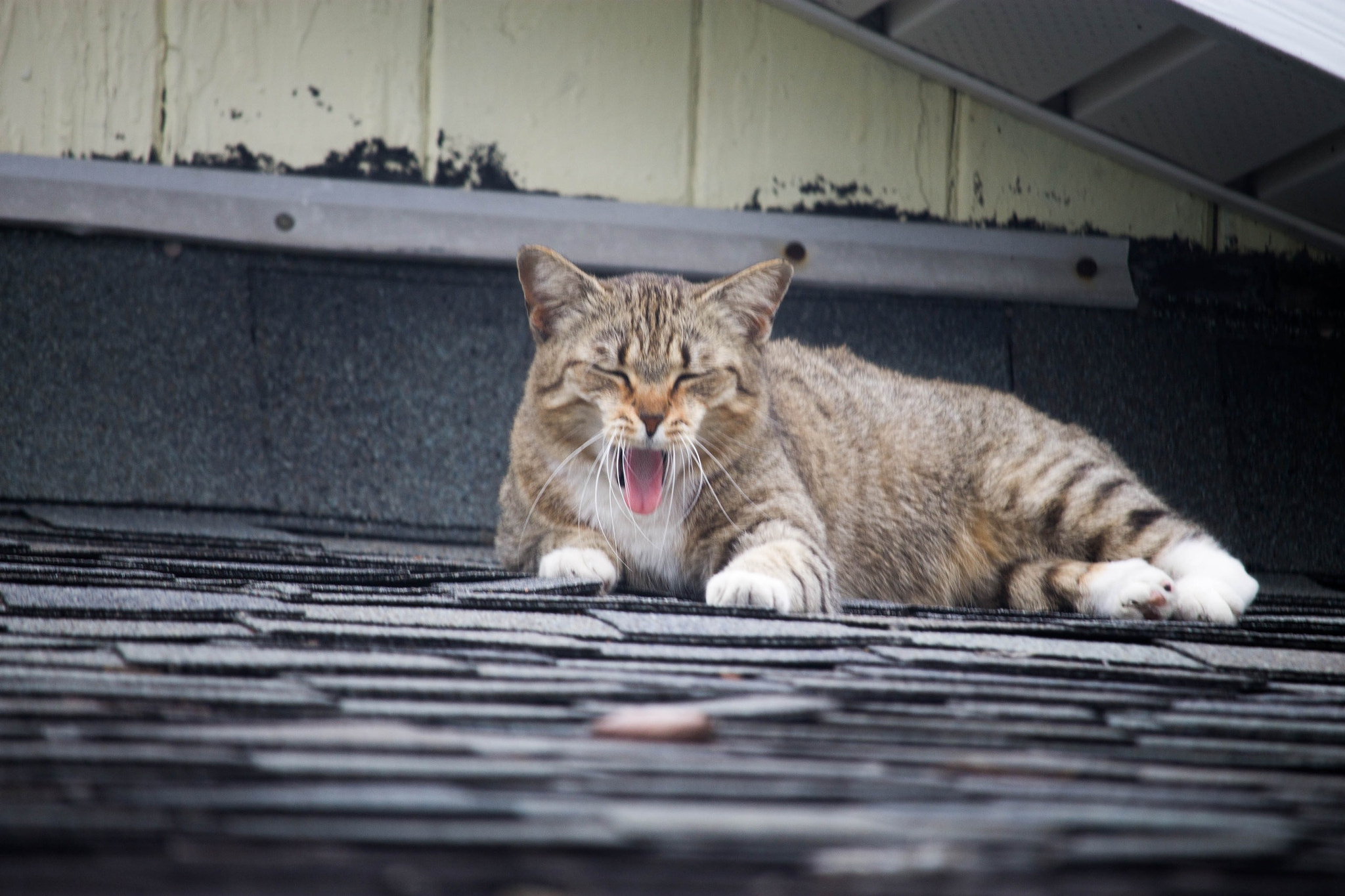 Canon EF-S 55-250mm F4-5.6 IS STM sample photo. Poor stray cat on the roof part 1 photography