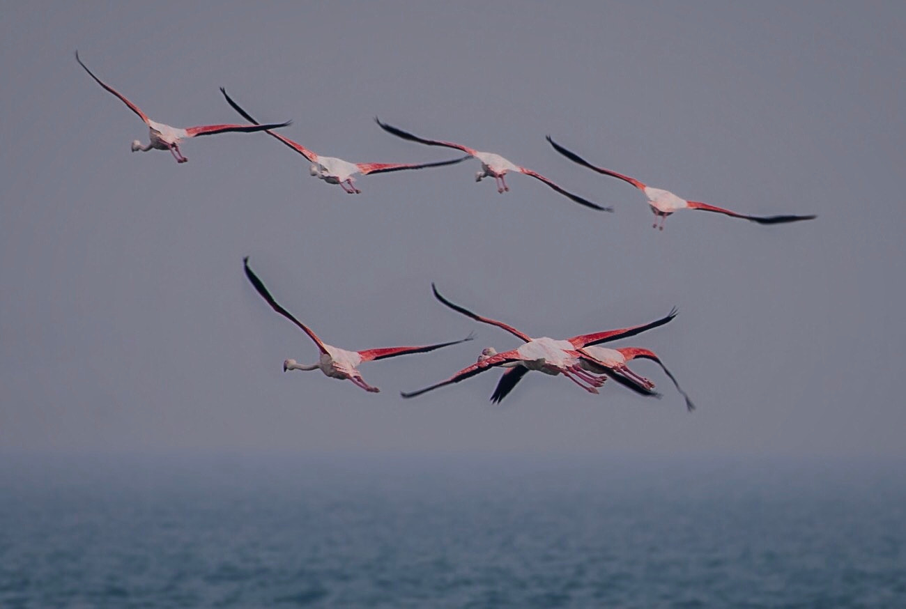Nikon AF-S Nikkor 200-500mm F5.6E ED VR sample photo. Img photography