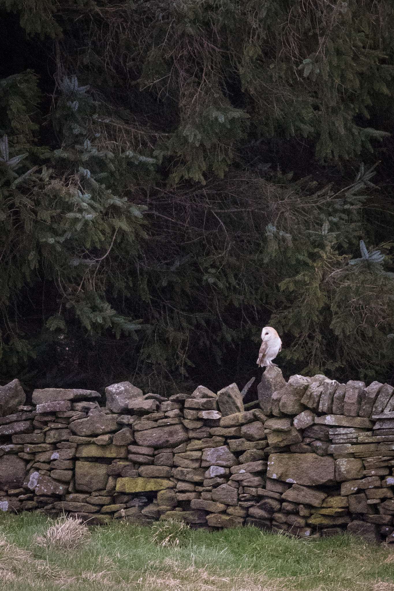 Canon EOS 5DS R sample photo. Barn owl #2 photography