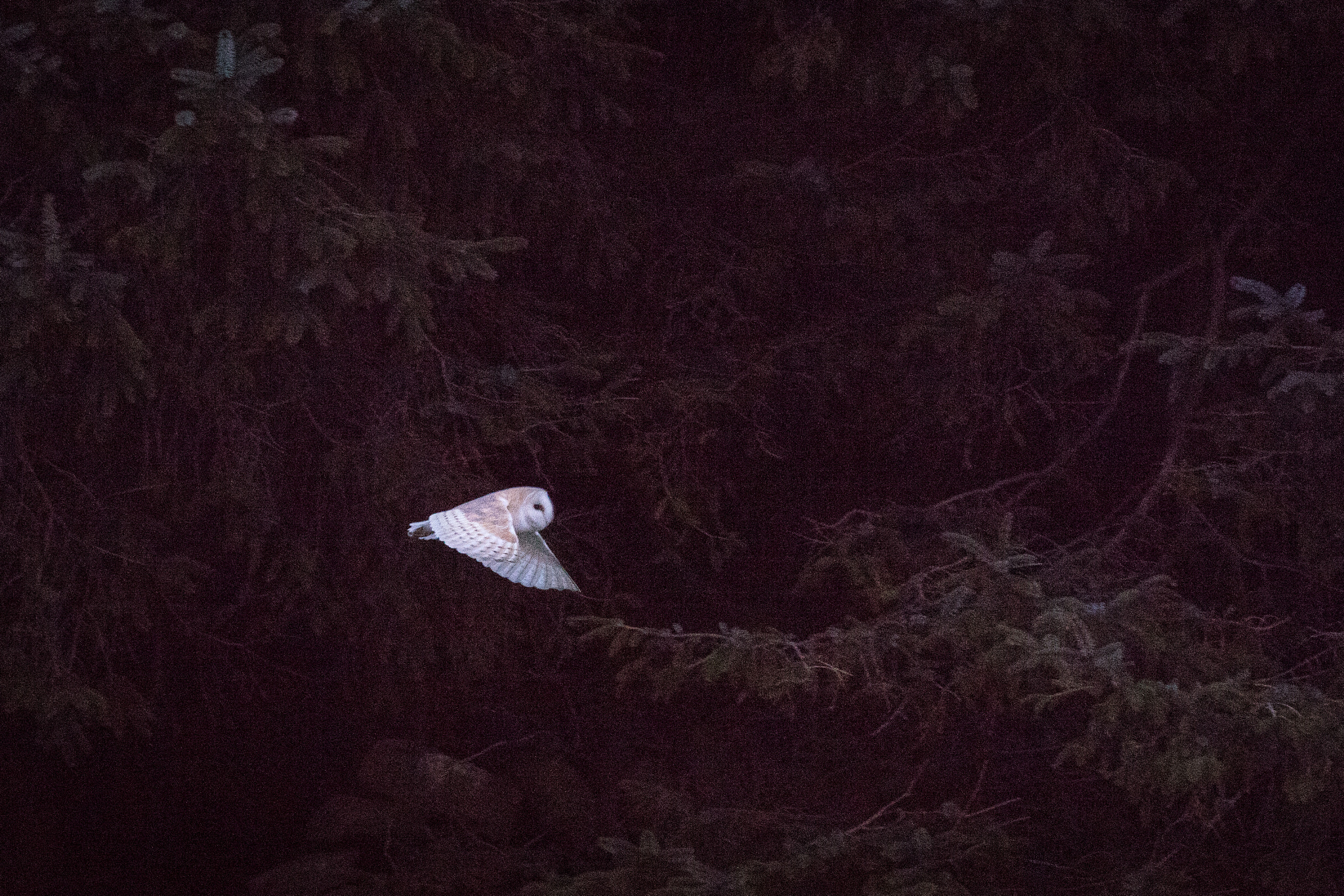 Canon EOS 5DS R + Canon EF 100-400mm F4.5-5.6L IS II USM sample photo. Barn owl #1 photography