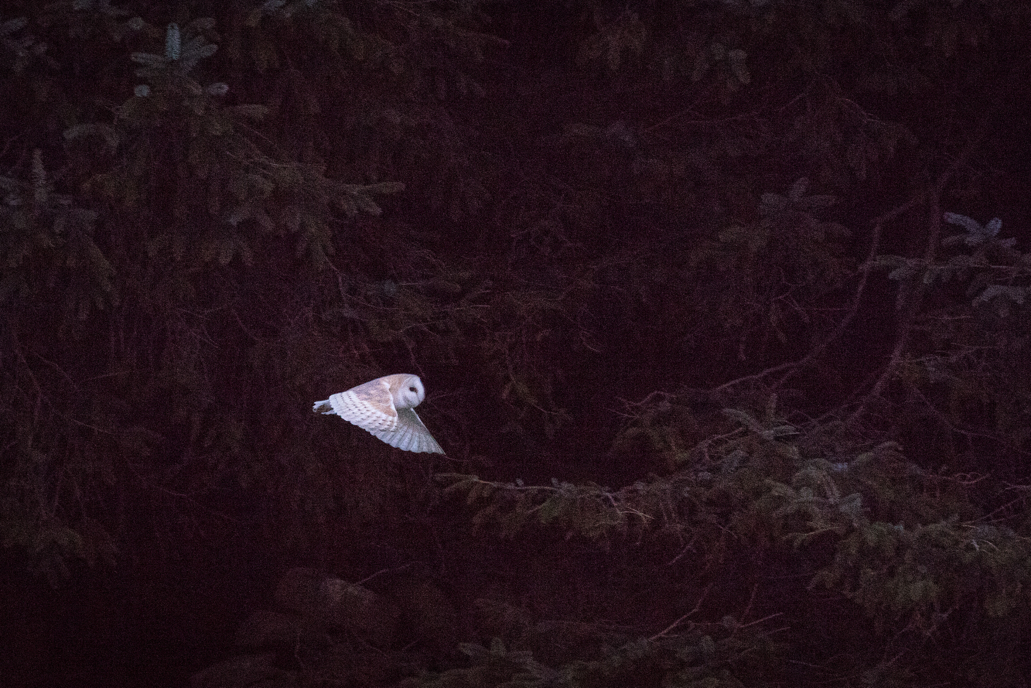 Canon EOS 5DS R sample photo. Barn owl #1 photography