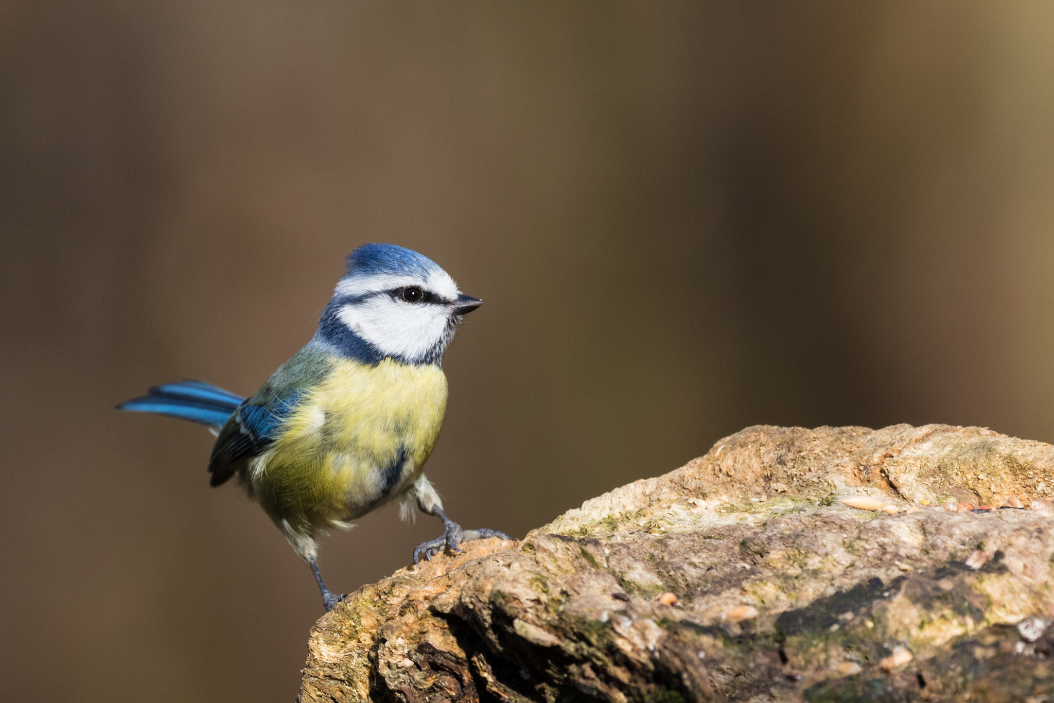 Canon EOS 5DS R + Canon EF 100-400mm F4.5-5.6L IS II USM sample photo. Blue tit photography