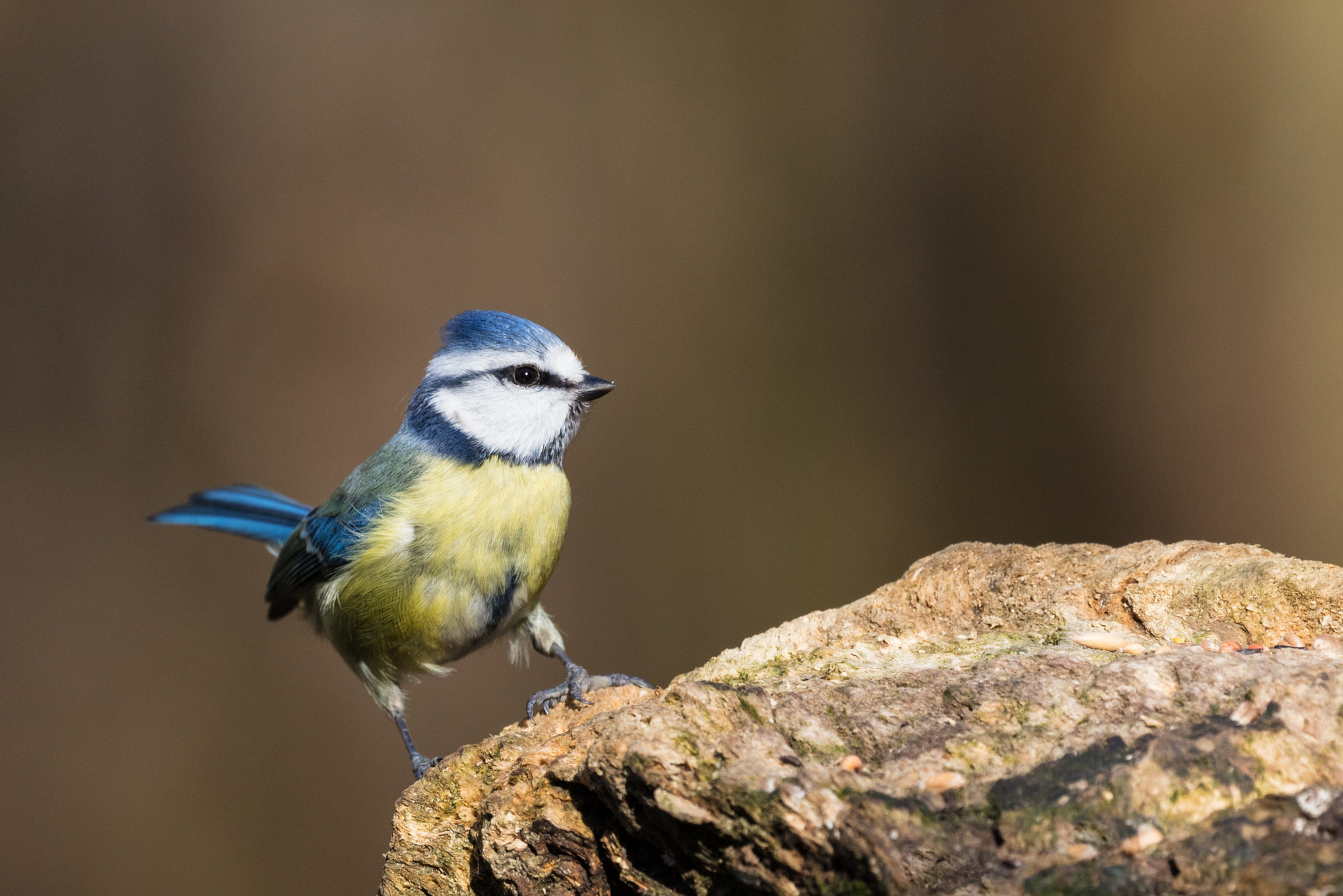 Canon EOS 5DS R sample photo. Blue tit photography