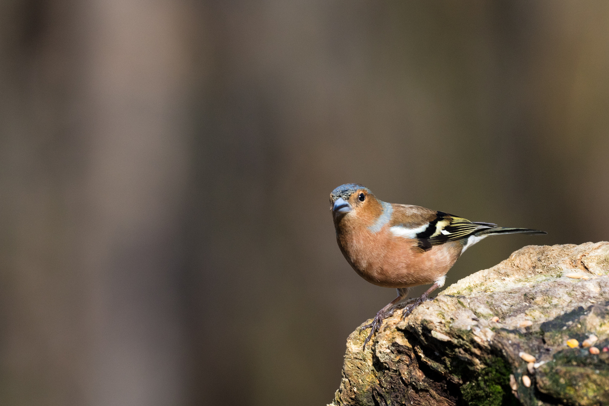 Canon EOS 5DS R + Canon EF 100-400mm F4.5-5.6L IS II USM sample photo. Chaffinch photography