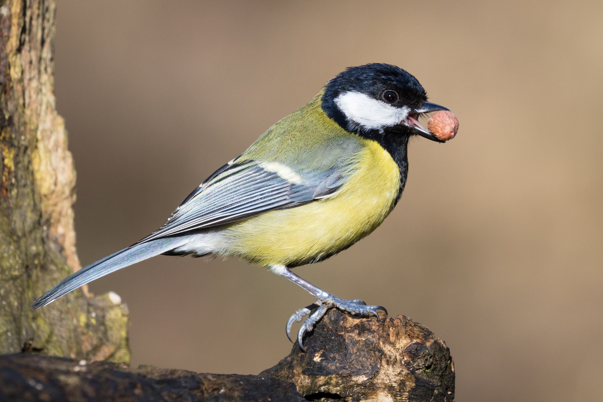Canon EOS 5DS R + Canon EF 100-400mm F4.5-5.6L IS II USM sample photo. Great tit photography