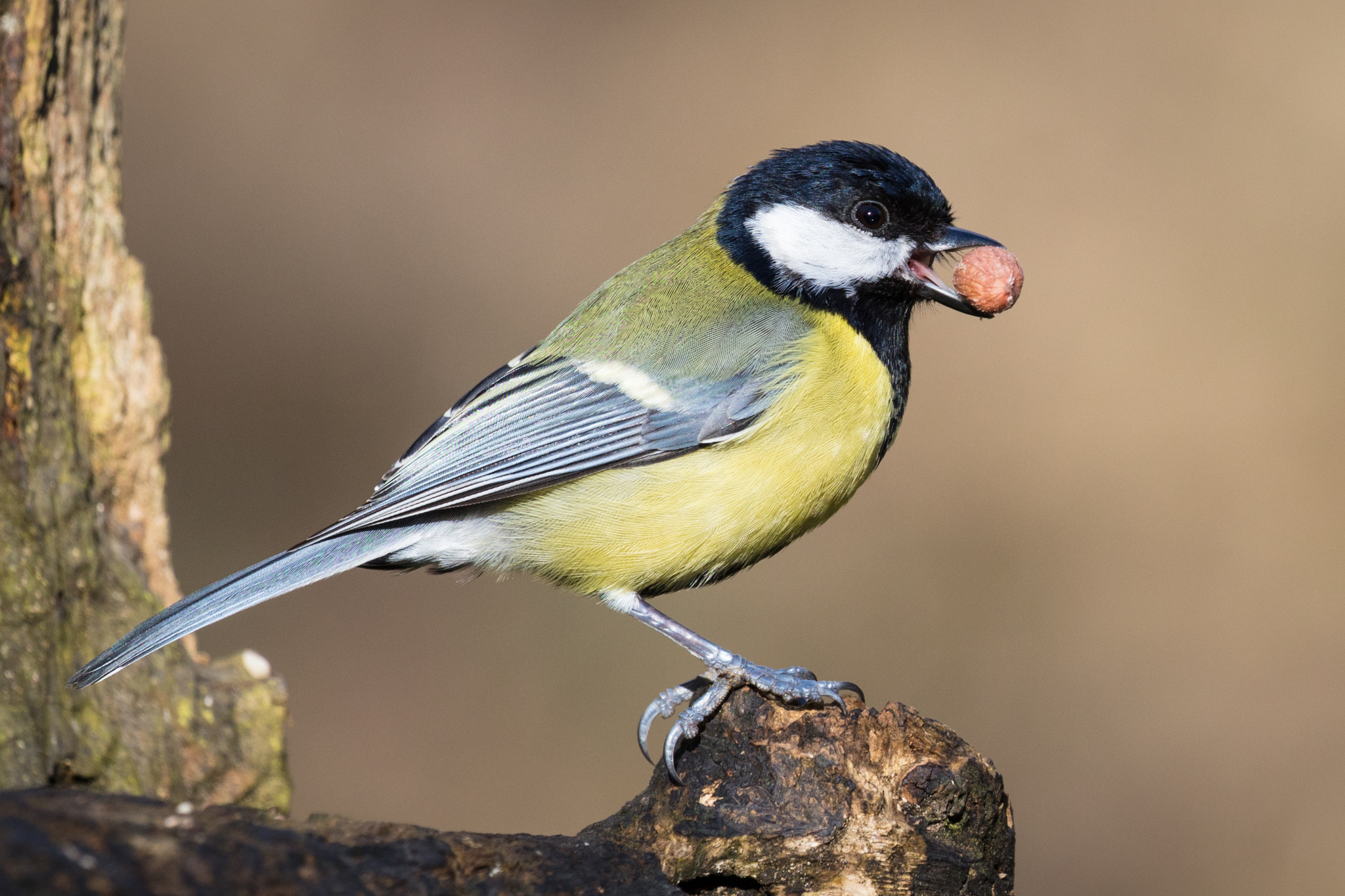 Canon EOS 5DS R sample photo. Great tit photography