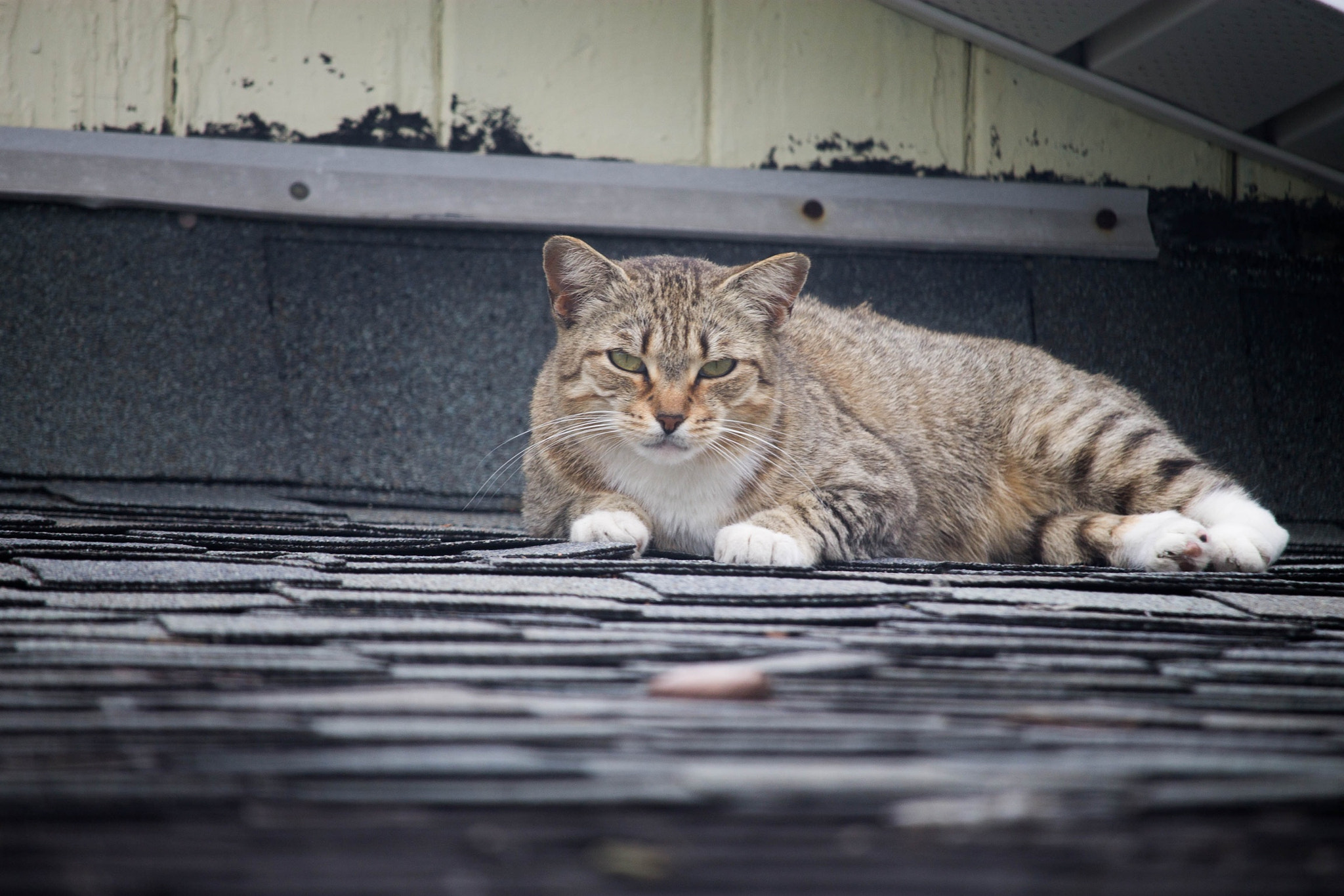 Canon EF-S 55-250mm F4-5.6 IS STM sample photo. Poor stray cat on the roof part 2 photography