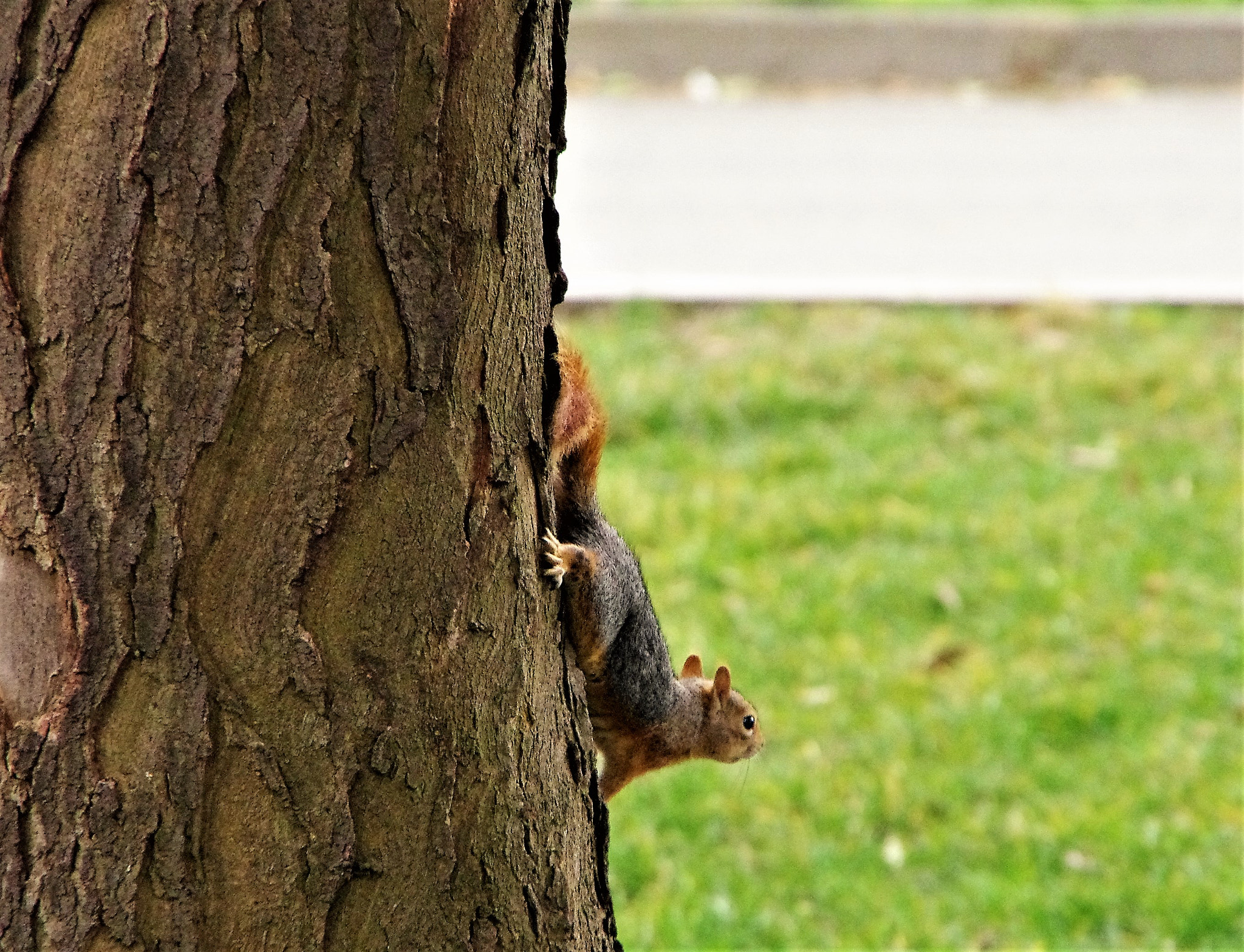 Pentax K-5 IIs sample photo. Run squirrel photography