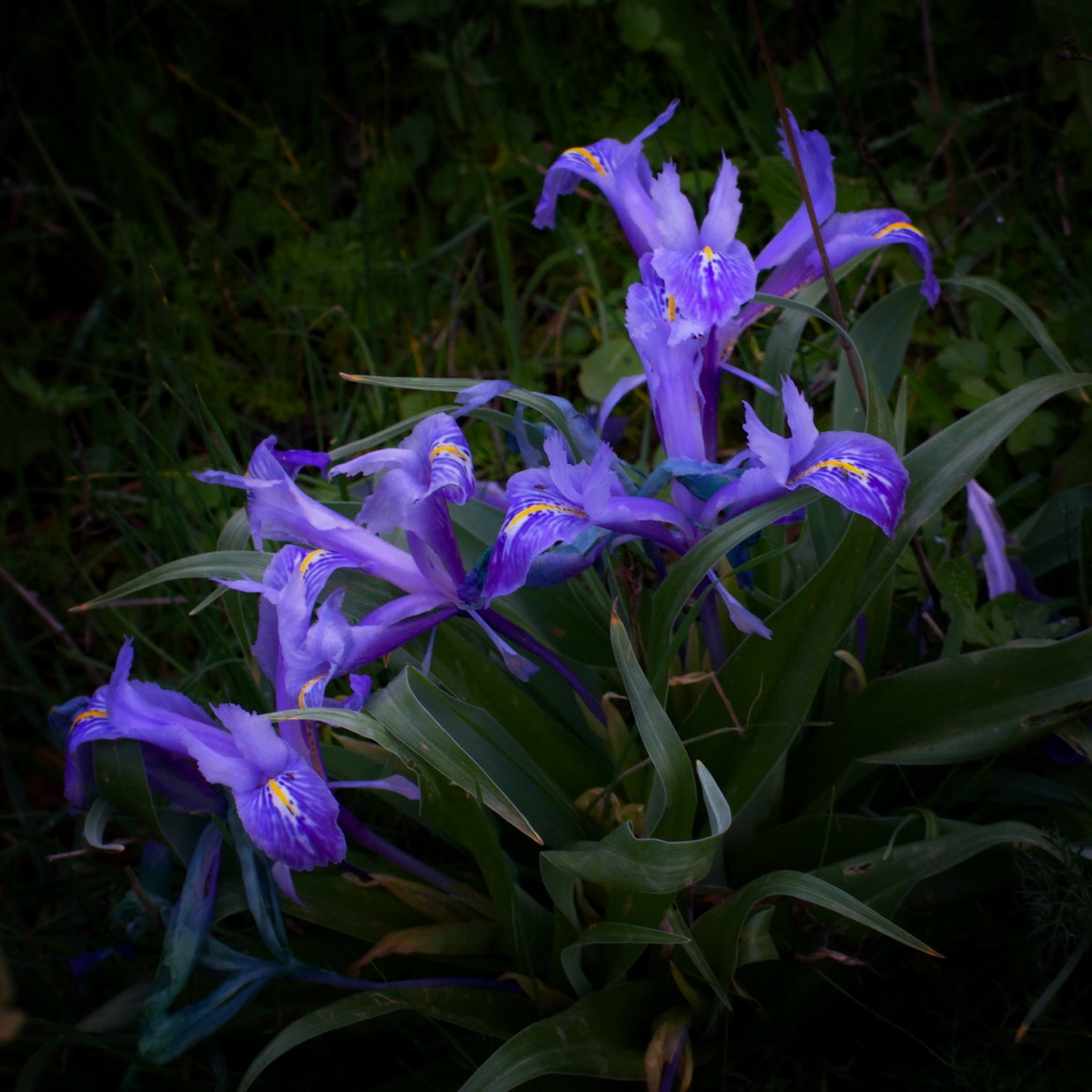 Tamron SP 35mm F1.8 Di VC USD sample photo. Lirio silvestre. photography