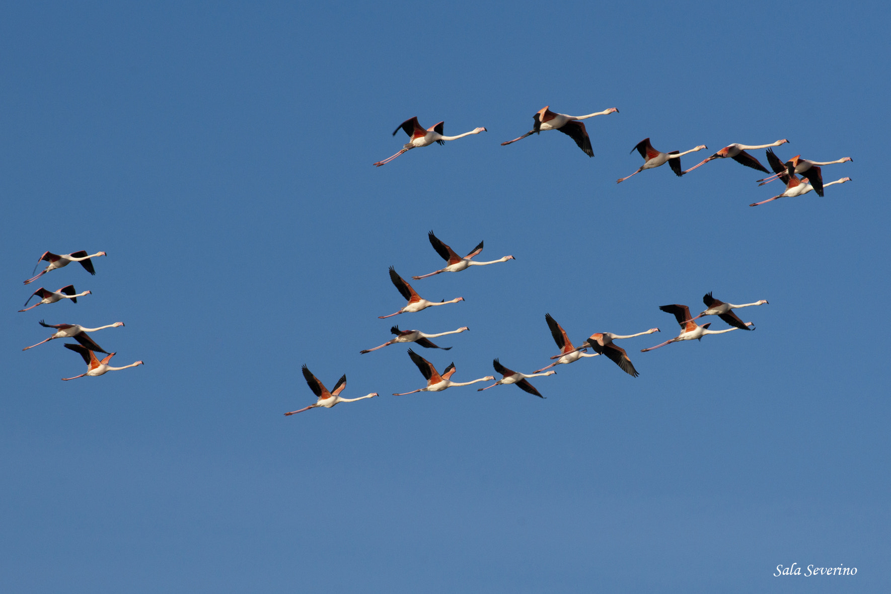 Minolta/Sony AF 70-200mm F2.8 G sample photo. Flamingos photography