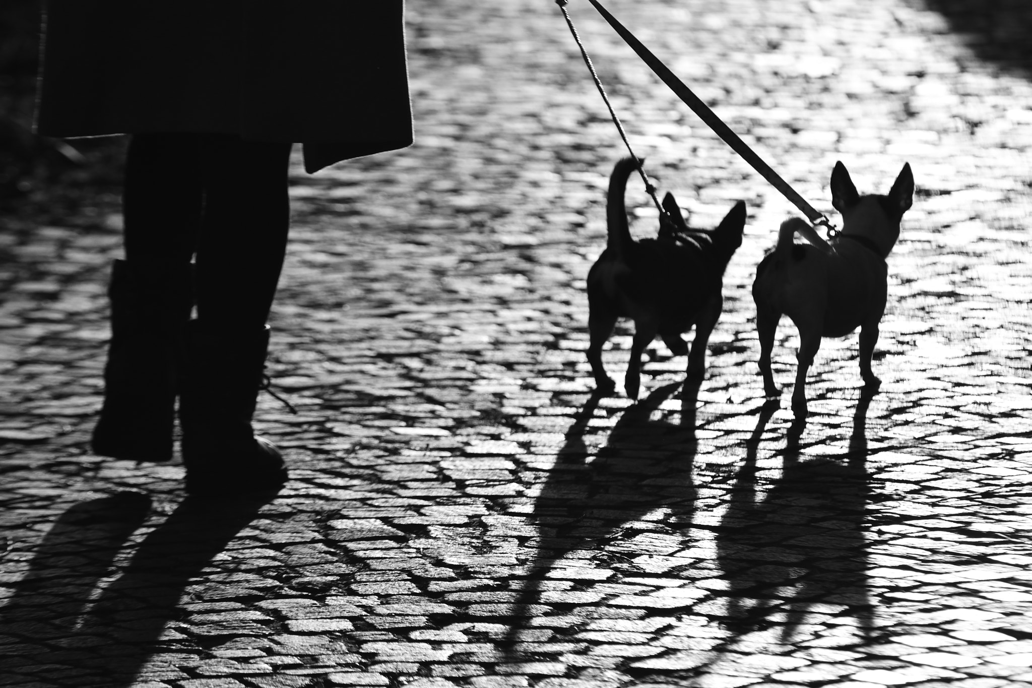 Sigma 70-200mm F2.8 EX DG Macro HSM II sample photo. L'ombra dei toporagni... photography