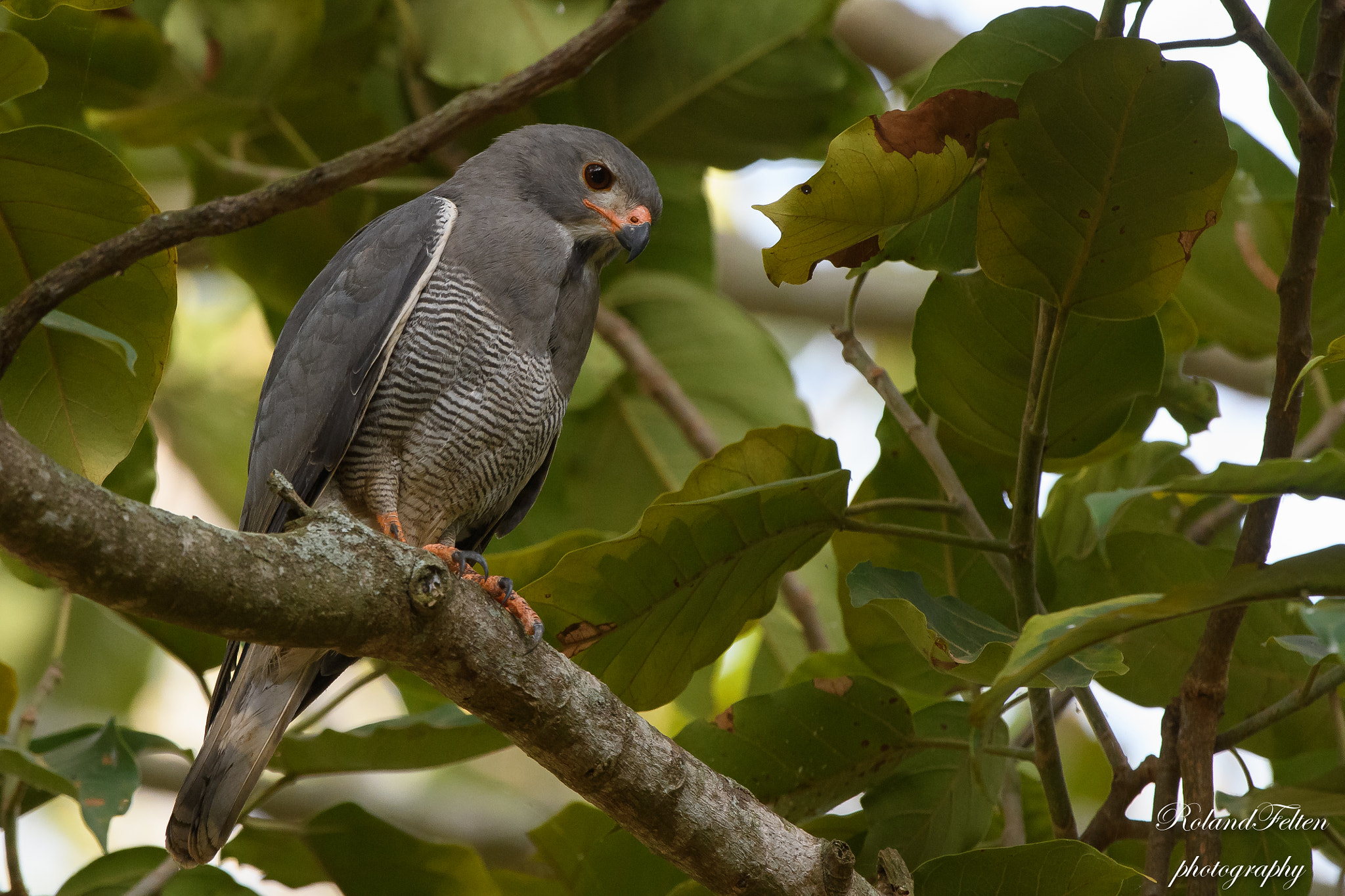 Nikon D500 + Nikon AF-S Nikkor 200-400mm F4G ED-IF VR sample photo. Lizard buzzard photography