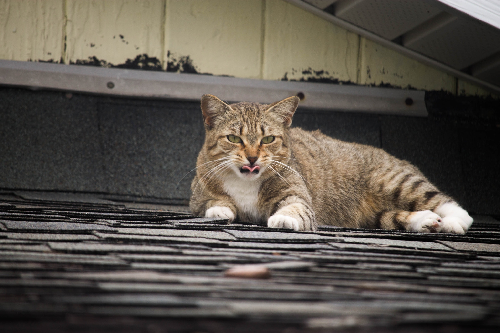 Canon EF-S 55-250mm F4-5.6 IS STM sample photo. Poor stray cat on the roof part 3 photography
