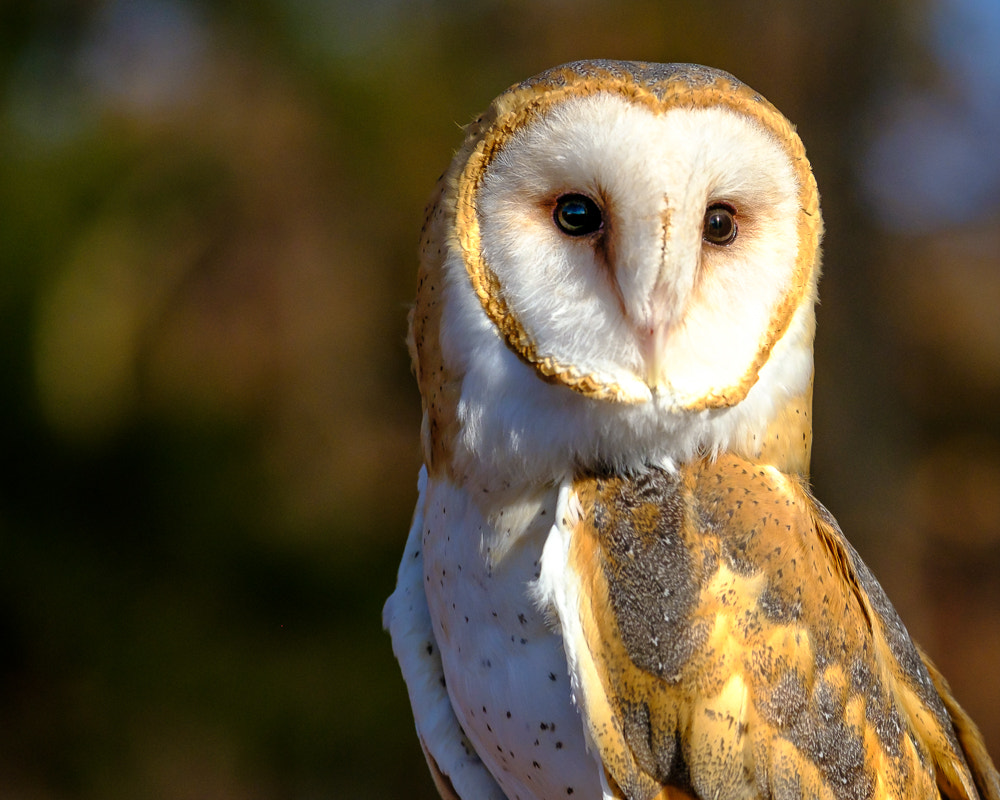 Fujifilm XF 50-140mm F2.8 R LM OIS WR sample photo. The barn owl is the most widely distributed specie ... photography