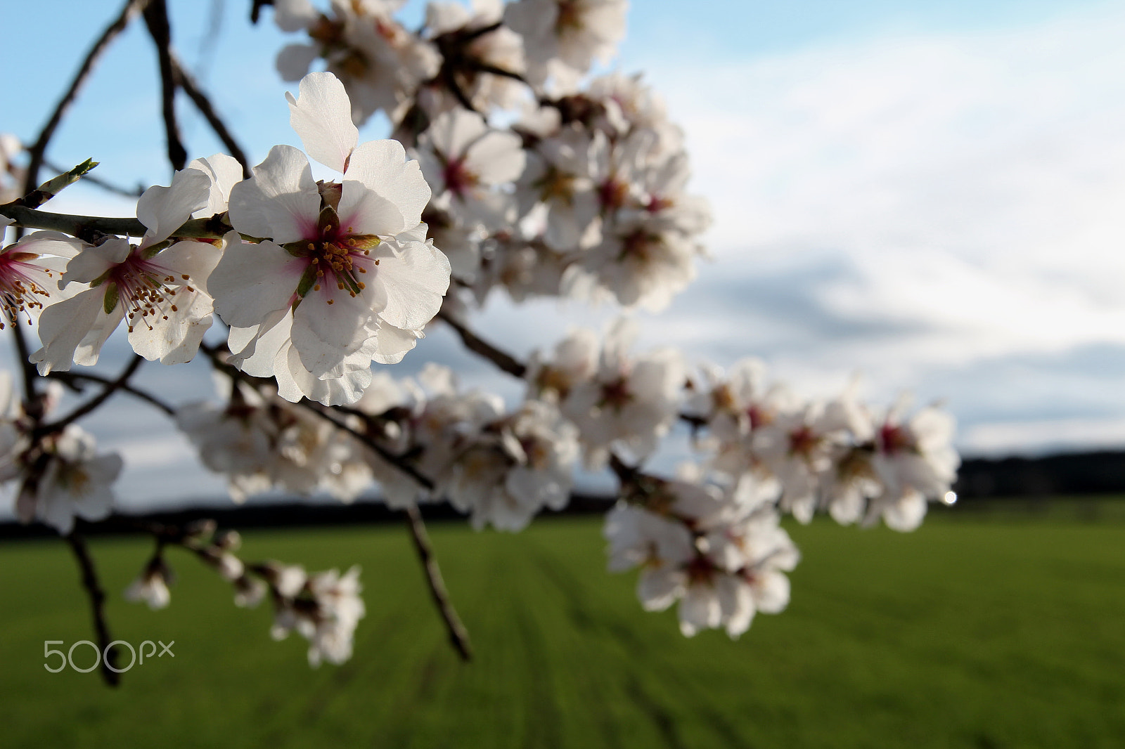 Canon EF-S 18-135mm F3.5-5.6 IS sample photo. Fondo photography