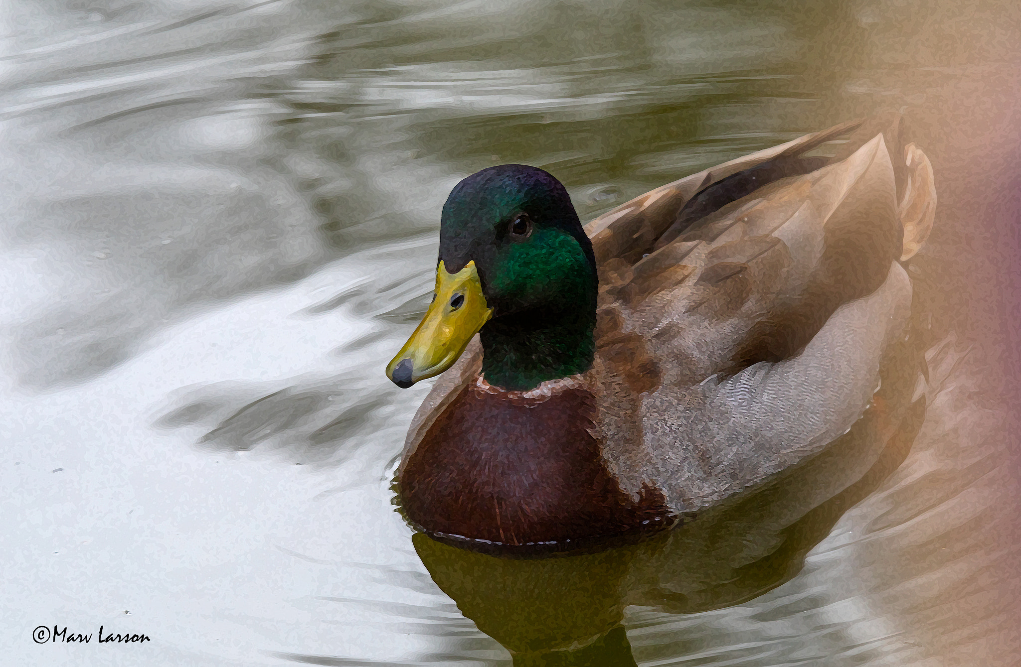 Tamron SP 150-600mm F5-6.3 Di VC USD sample photo