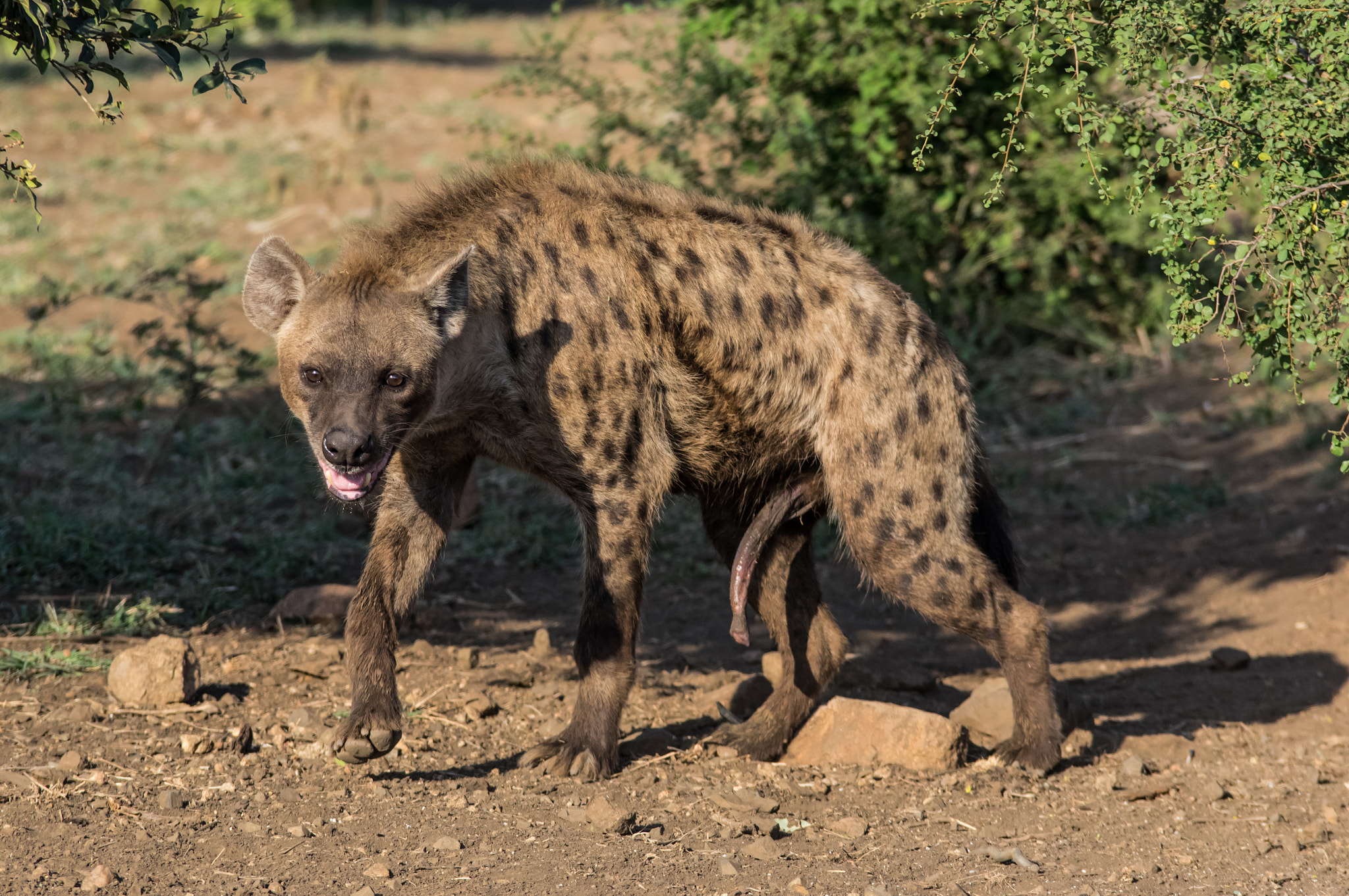 Pentax K-3 + Tamron SP AF 70-200mm F2.8 Di LD (IF) MACRO sample photo. Hyena with problems photography