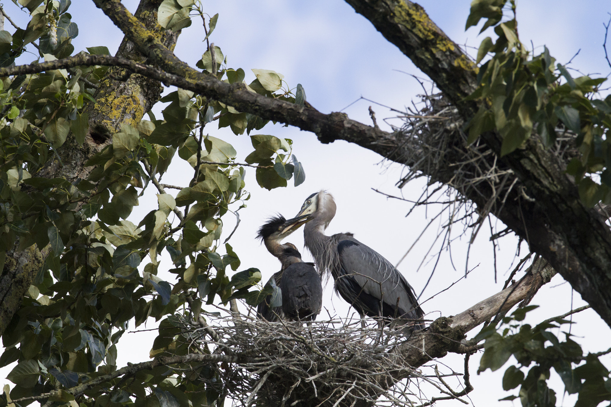 Canon EOS 7D + Canon EF 600mm f/4L IS sample photo. Parenting 101 photography