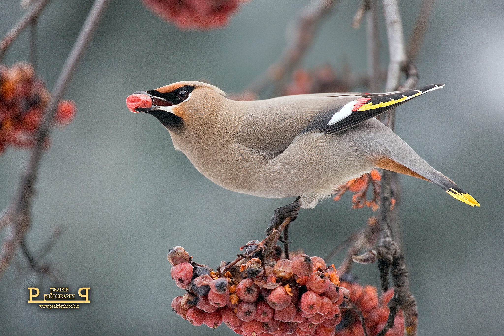 Canon EF 100-400mm F4.5-5.6L IS USM sample photo. Bohemian waxwing photography