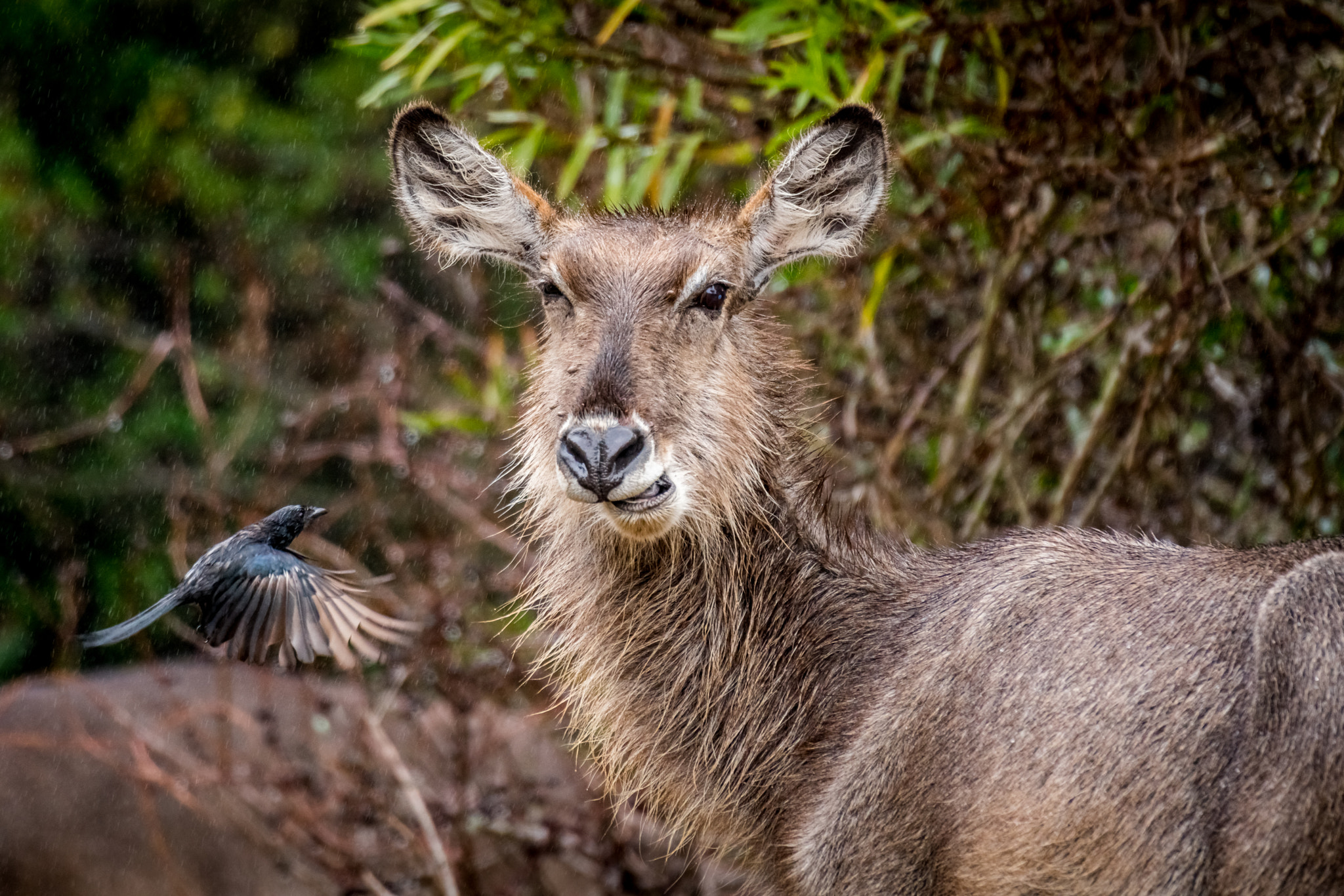 Sony a7R II + Sony FE 70-200mm F2.8 GM OSS sample photo. What do you want? photography