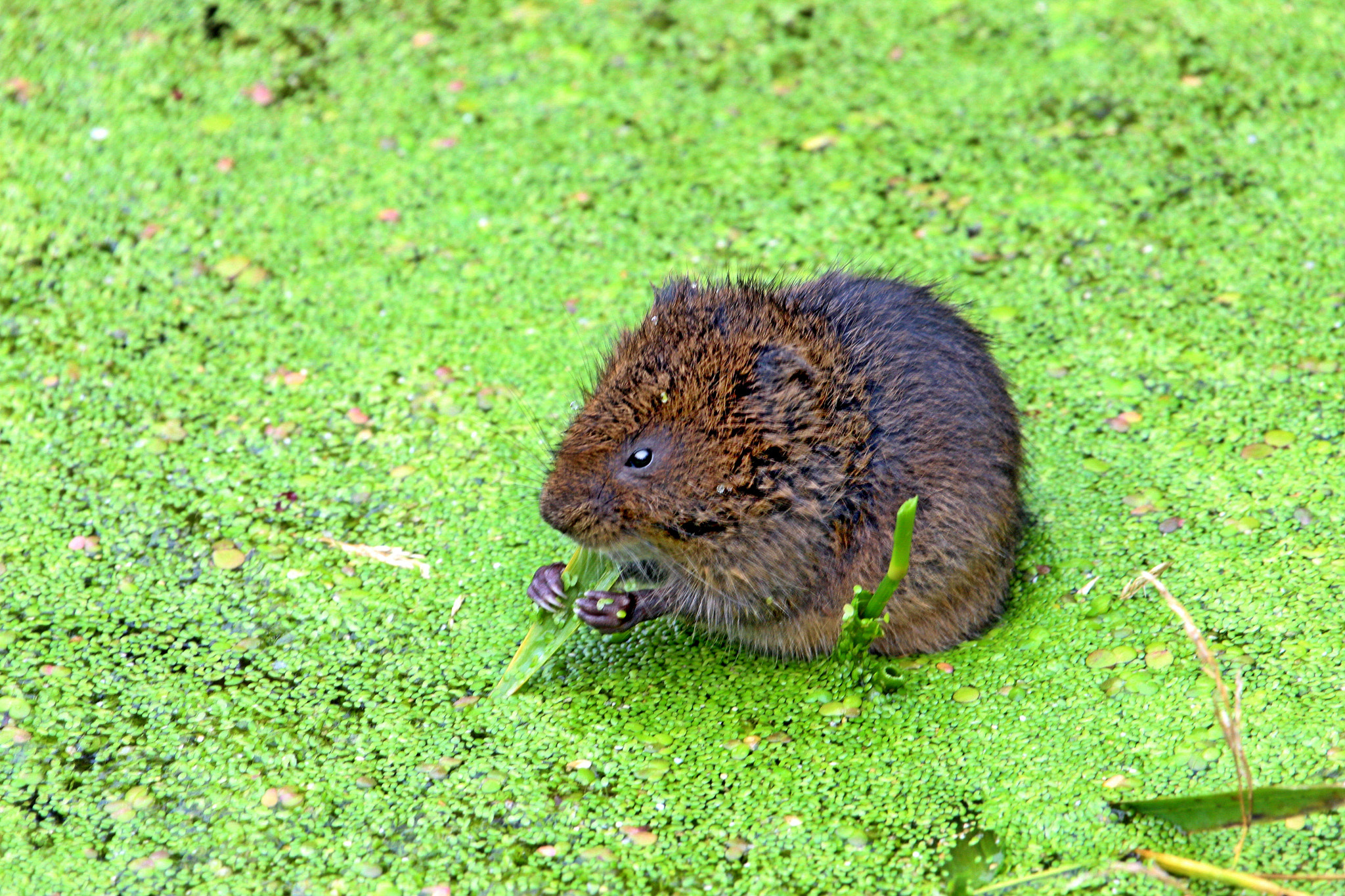 Canon EF 100-400mm F4.5-5.6L IS USM sample photo. Water vole photography