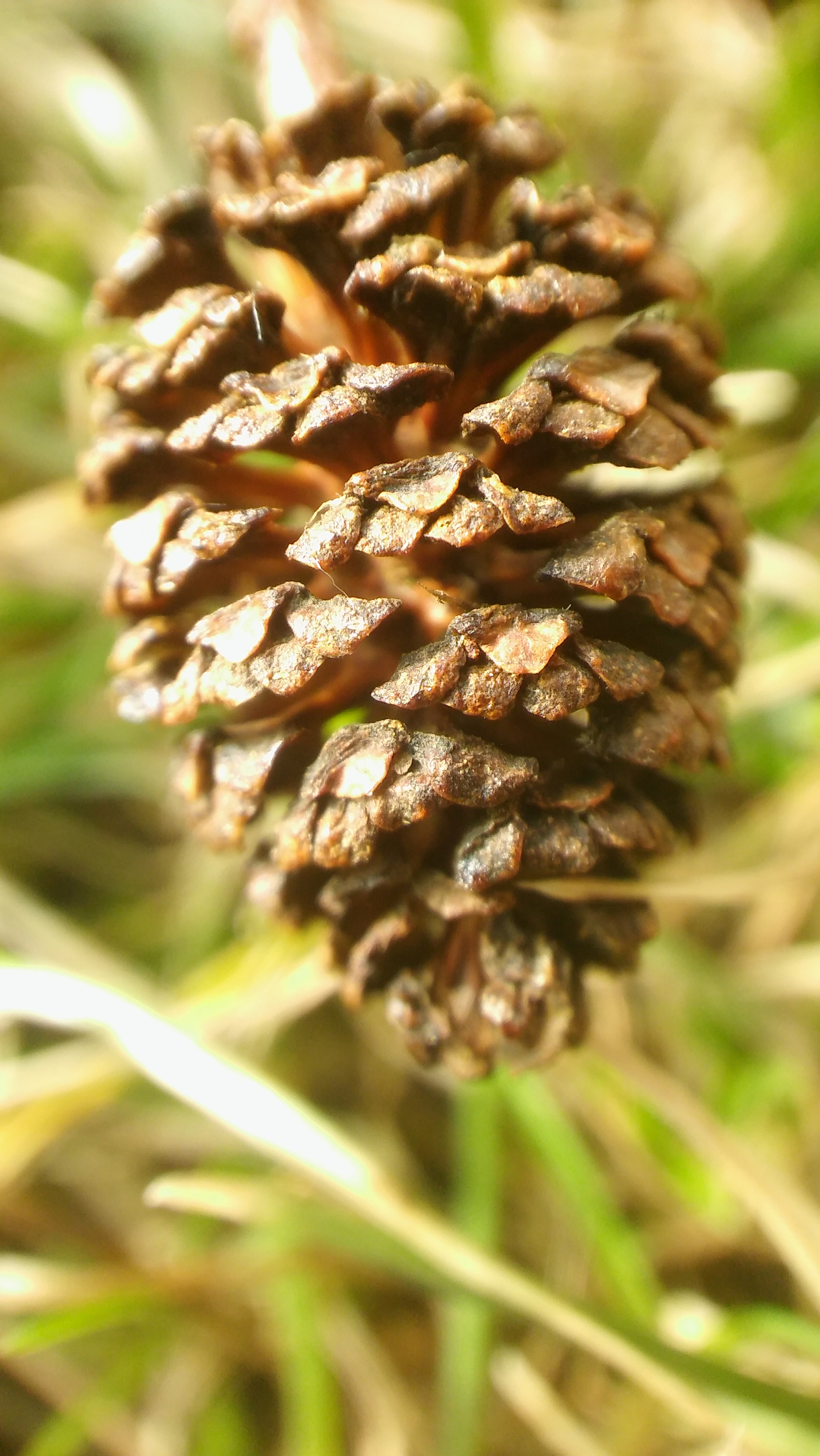 LG SPIRIT 4G LTE sample photo. Spring photography