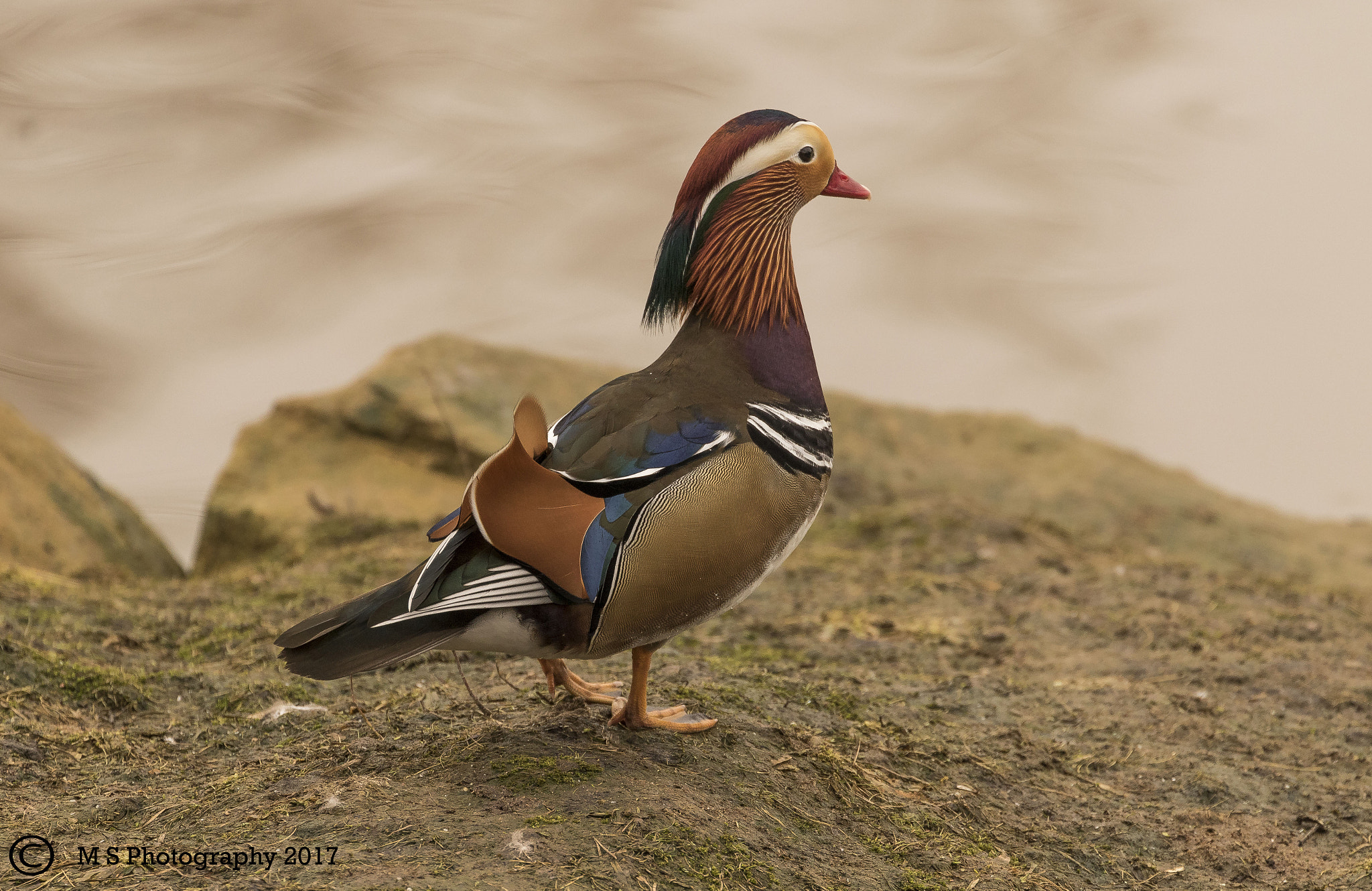 Canon EF 70-300mm F4-5.6L IS USM sample photo. Mandarin duck photography