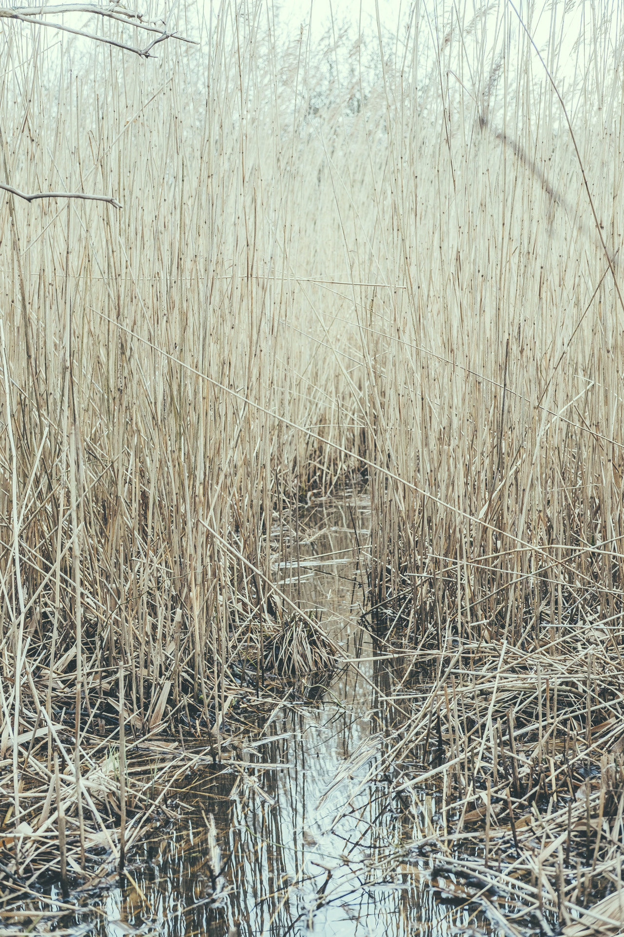 Fujifilm X-E2 + Fujifilm XF 35mm F2 R WR sample photo. By the edge of the lake photography