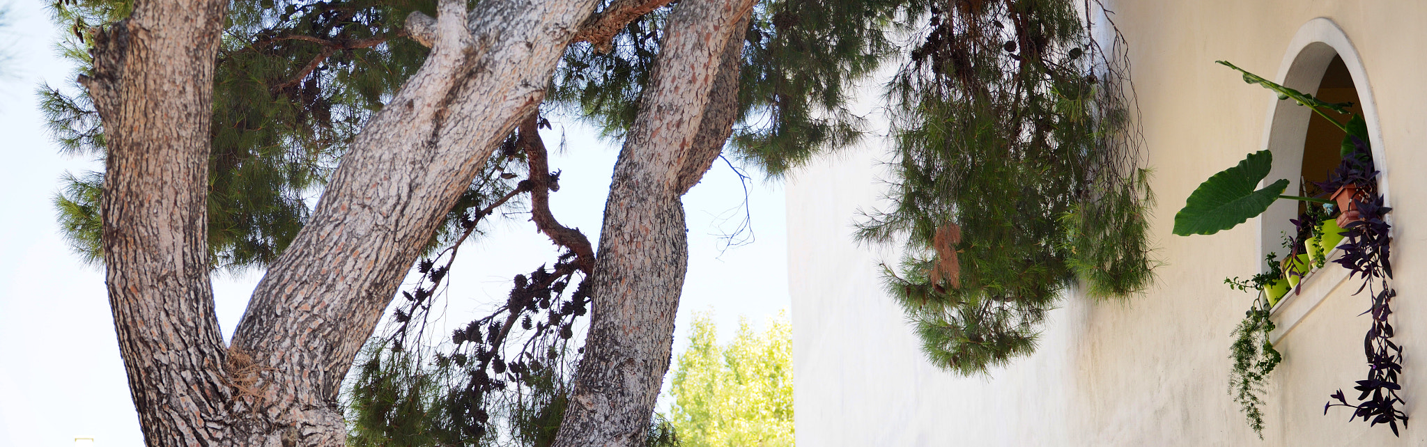 Olympus OM-D E-M5 sample photo. Window and pine photography