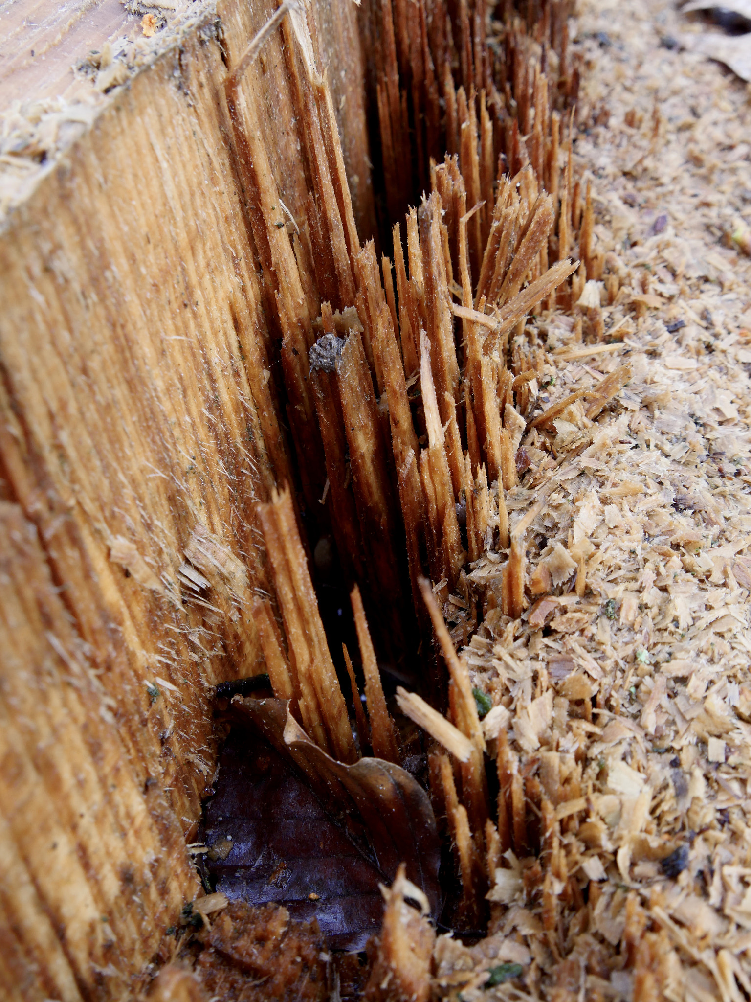 Panasonic Lumix DMC-GX8 sample photo. The fallen tree photography