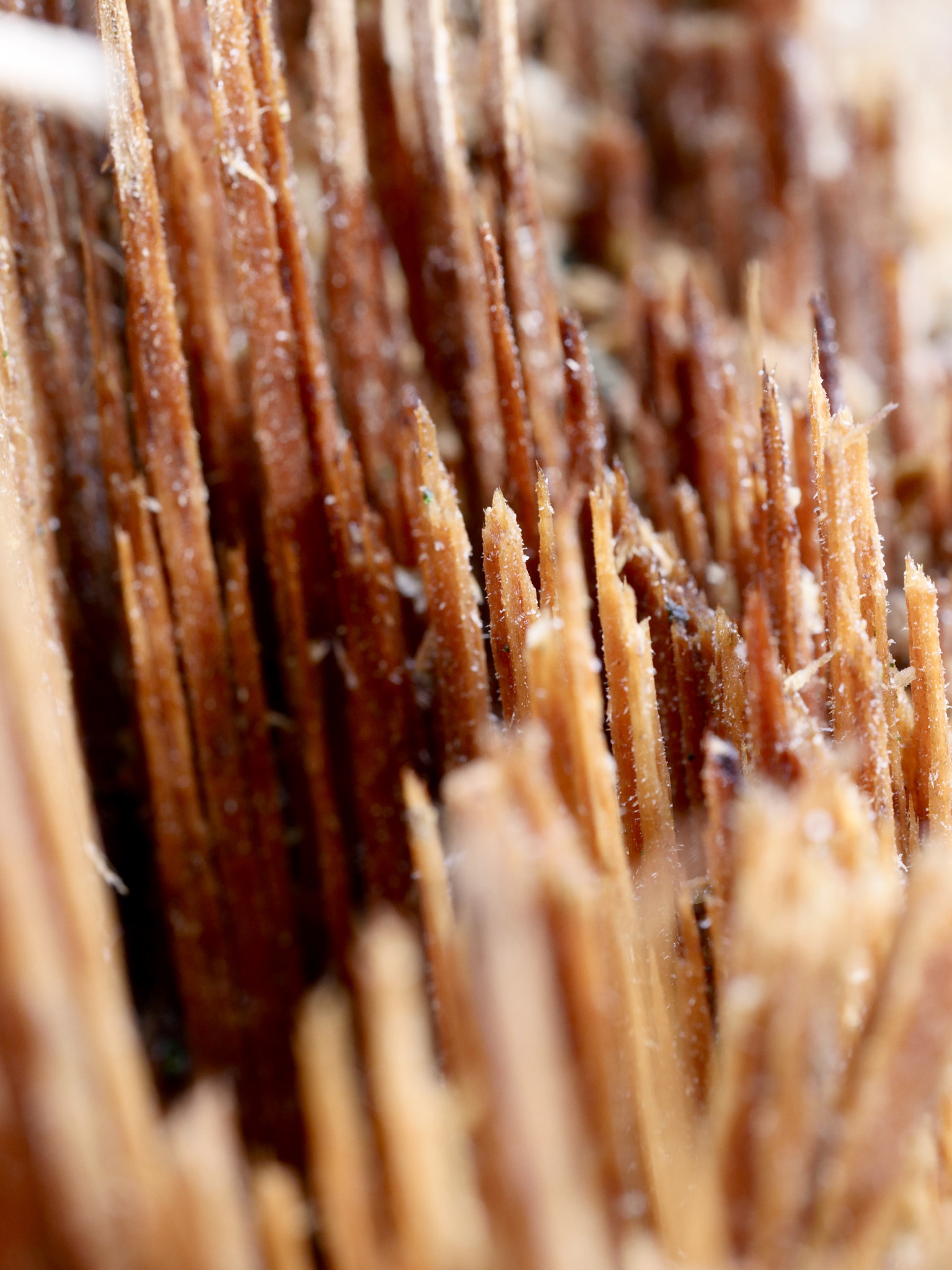 Olympus M.Zuiko Digital ED 60mm F2.8 Macro sample photo. The fallen tree photography