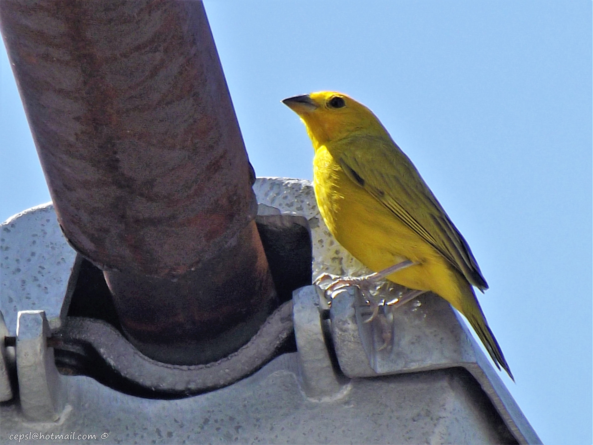 FujiFilm FinePix S4000 (FinePix S4050) sample photo. Canario de tejado  (sicalis flaveola) photography