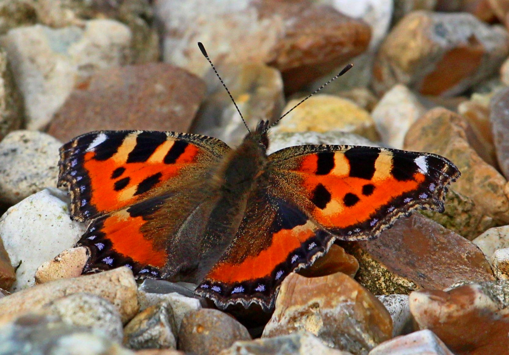 Canon EF 100-400mm F4.5-5.6L IS USM sample photo. Small tortoiseshell photography