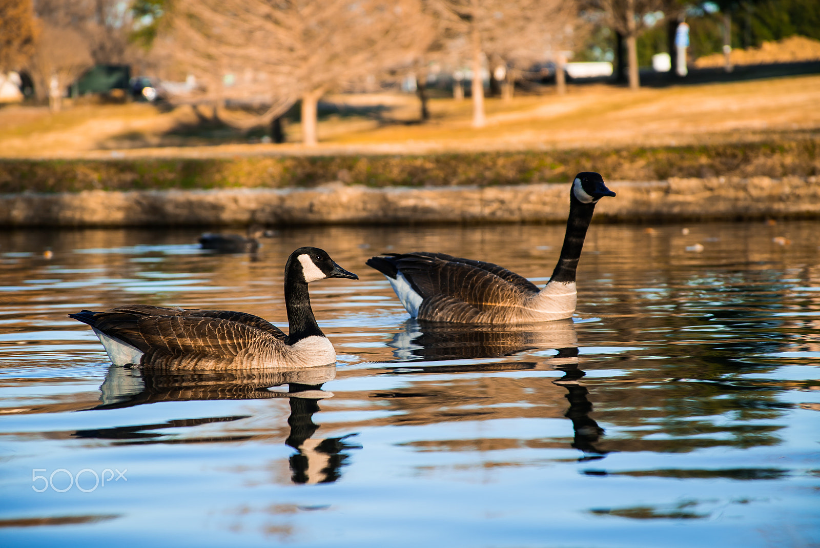 Sony a7S II + Canon EF 28-135mm F3.5-5.6 IS USM sample photo. Geese in a pond - coreyfrey photography