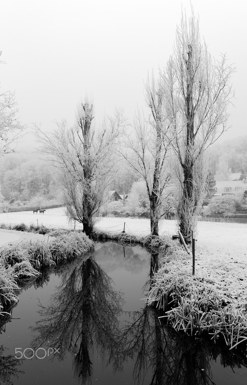 Pentax K-3 + HD Pentax-DA 20-40mm F2.8-4 ED Limited DC WR sample photo. Frosty fog morning photography