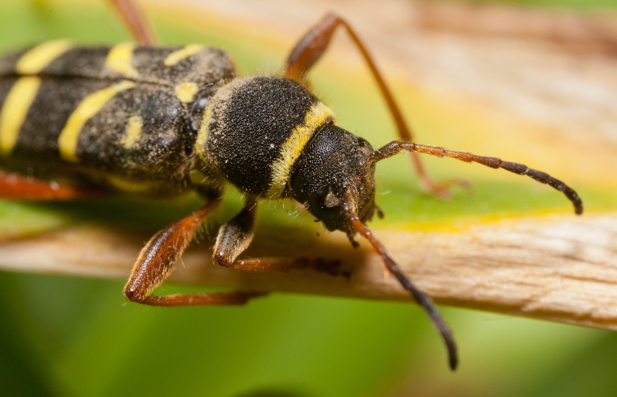 Canon EOS 5D Mark II + Canon MP-E 65mm F2.5 1-5x Macro Photo sample photo. A wasp beetle photography