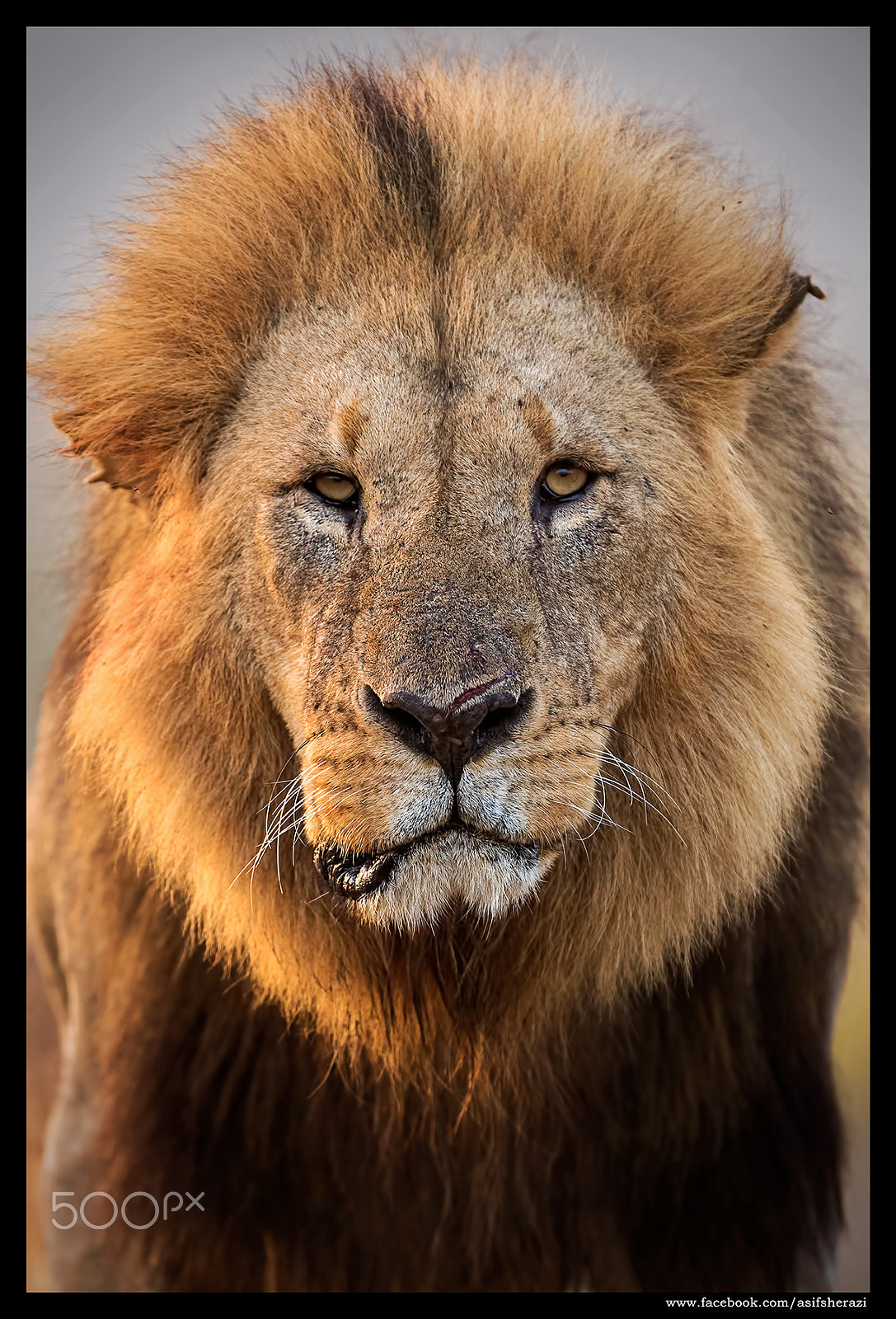 Nikon AF-S Nikkor 600mm F4E FL ED VR sample photo. Beauty of the nature photography