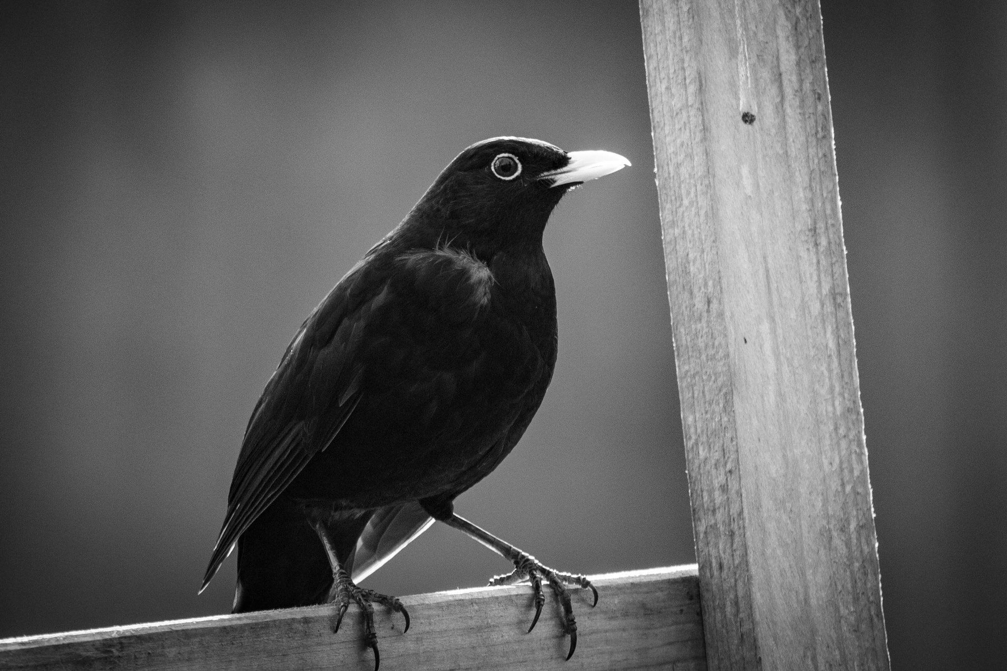 Canon EF-S 55-250mm F4-5.6 IS STM sample photo. Blackbird photography