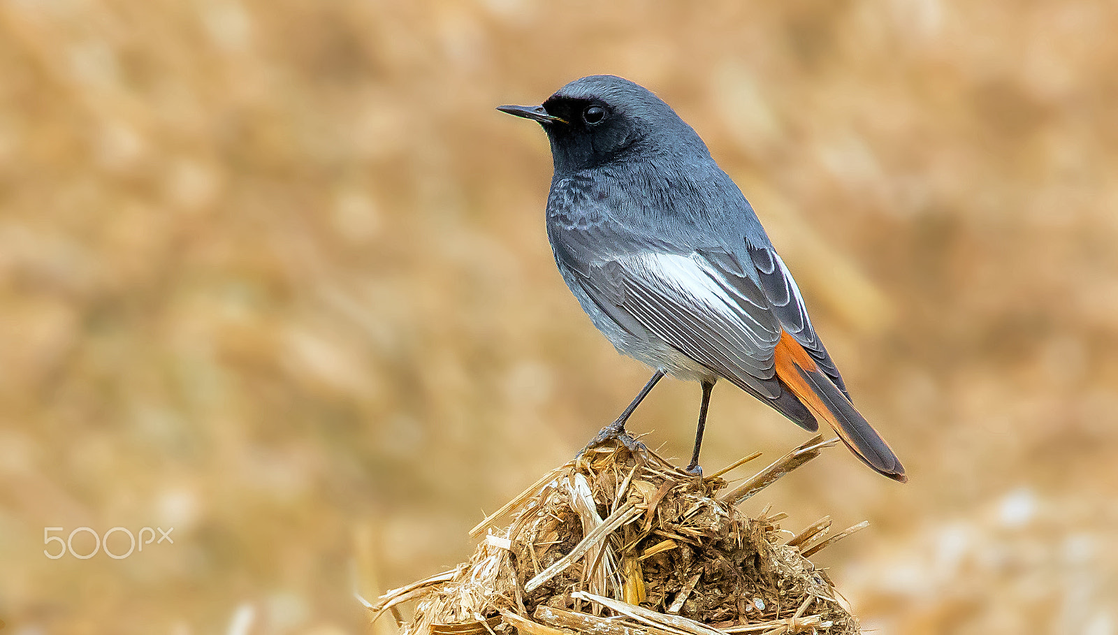 Canon EOS 5DS R + Canon EF 400mm F2.8L IS II USM sample photo. Rouge queue noir photography